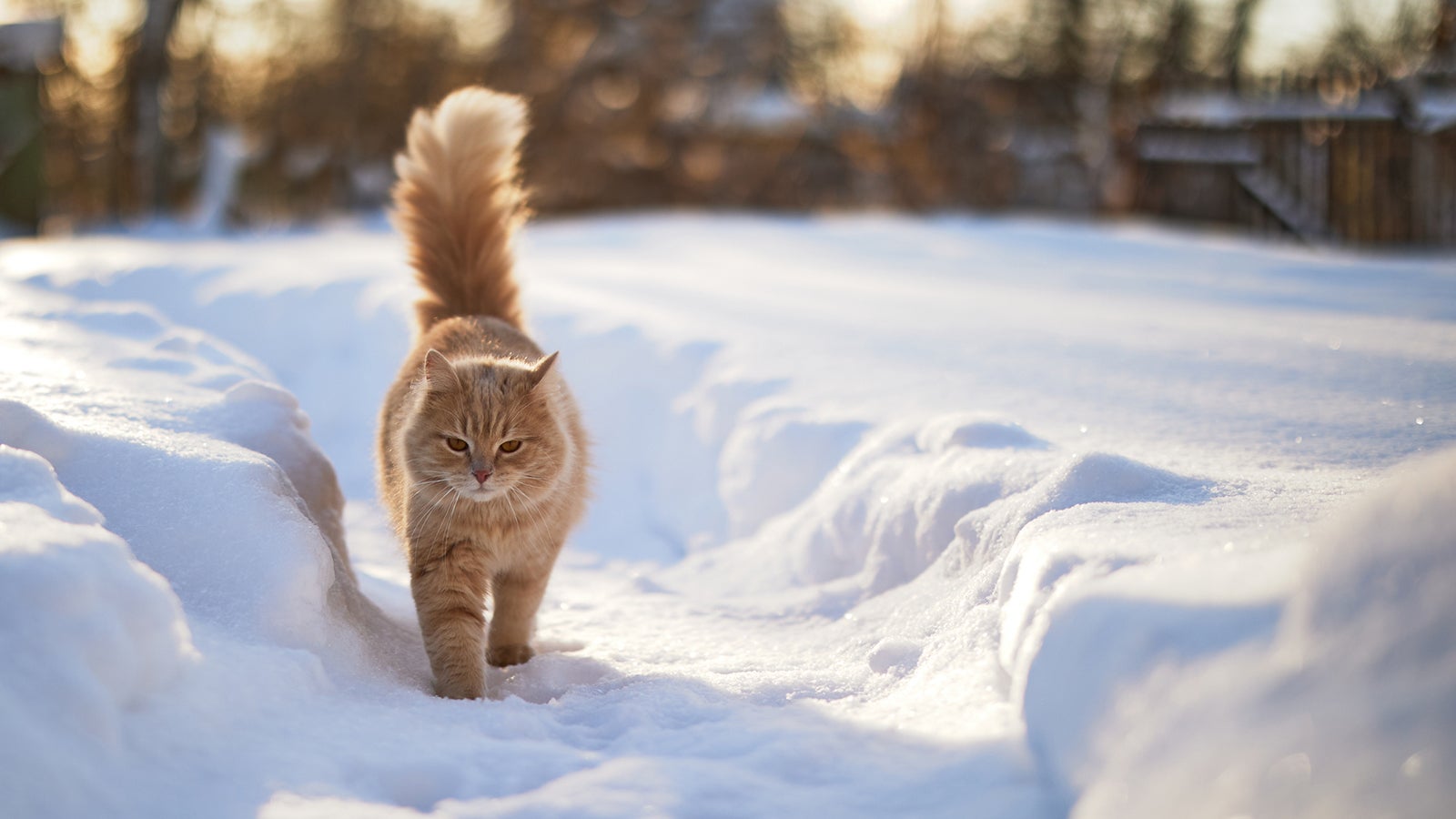 Freig&auml;ngerkatzen brauchen einen Unterschlupf, in dem sie sich aufhalten k&ouml;nnen