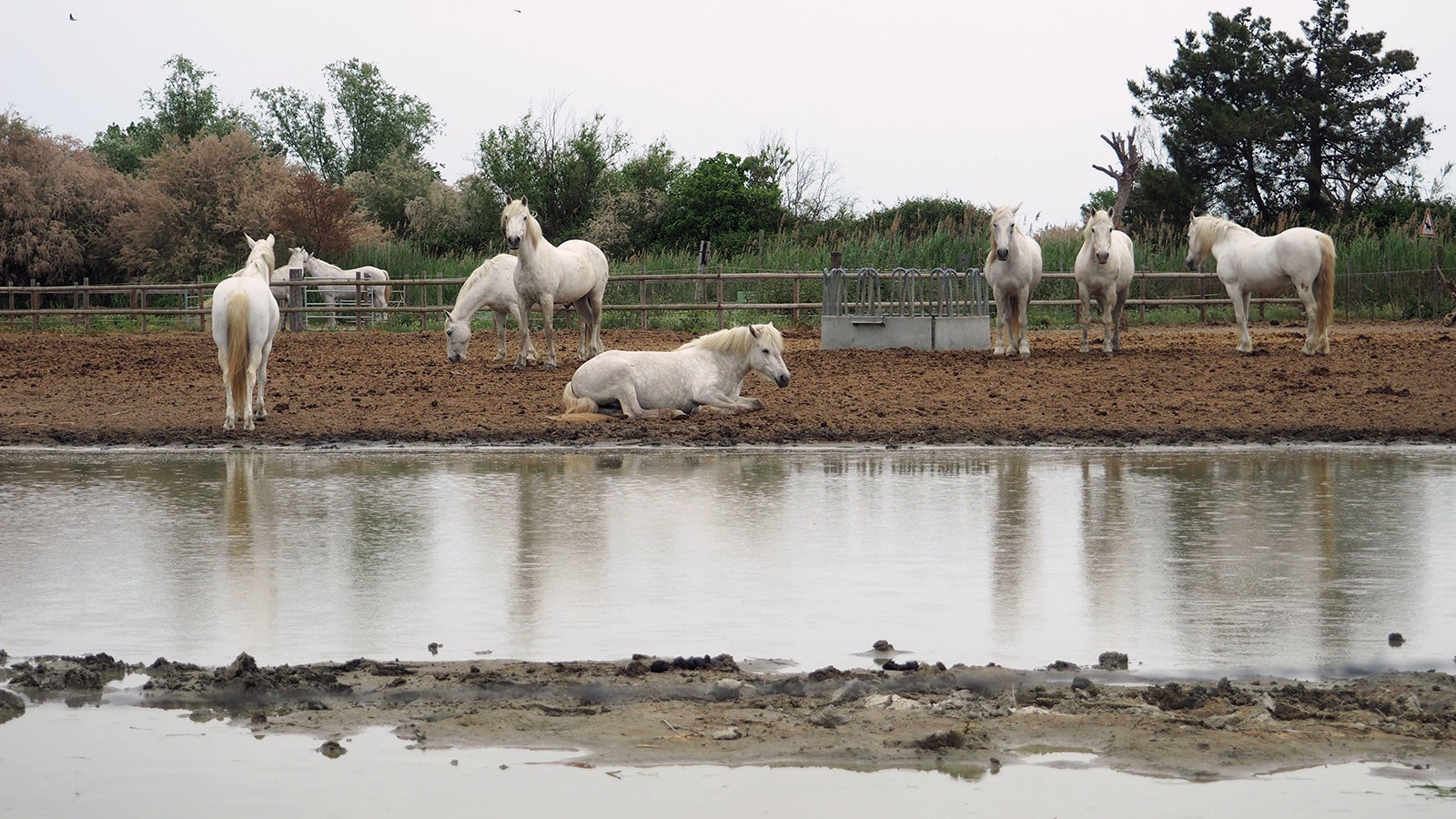 PRODUKTION - 09.05.2023, Frankreich, Arles: Pferde stehen in der Camargue auf einer Koppel. Der Klimawandel hinterl&auml;sst in dem s&uuml;dfranz&ouml;sischen Delta seine Spuren. Das Meer droht, sich immer gr&ouml;&szlig;ere Teile der flachen K&uuml;ste einzuverleiben. (zu dpa &laquo;Naturparadies bald unter Wasser? Klimawandel bedroht die Camargue&raquo;) Foto: Rachel Bo&szlig;meyer/dpa +++ dpa-Bildfunk +++