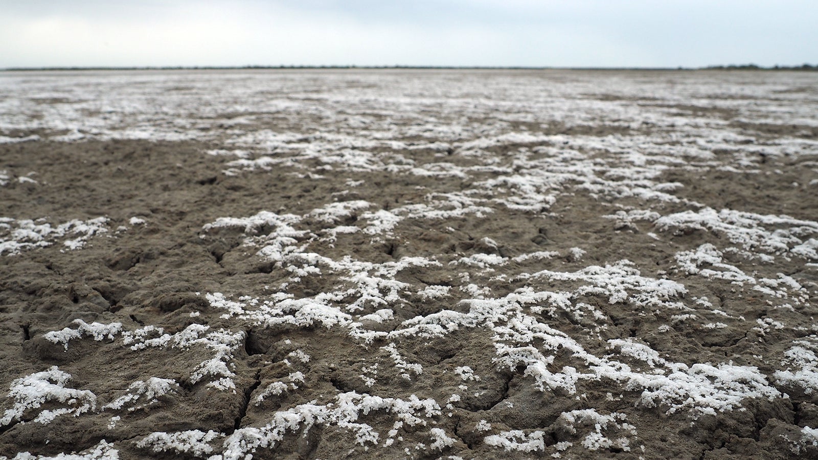 PRODUKTION - 09.05.2023, Frankreich, Arles: Salzablagerungen sind auf ausgetrocknetem Boden in der Camargue zu sehen. Der Klimawandel hinterl&auml;sst in dem s&uuml;dfranz&ouml;sischen Delta seine Spuren. Das Meer droht, sich immer gr&ouml;&szlig;ere Teile der flachen K&uuml;ste einzuverleiben. (zu dpa &laquo;Naturparadies bald unter Wasser? Klimawandel bedroht die Camargue&raquo;) Foto: Rachel Bo&szlig;meyer/dpa +++ dpa-Bildfunk +++