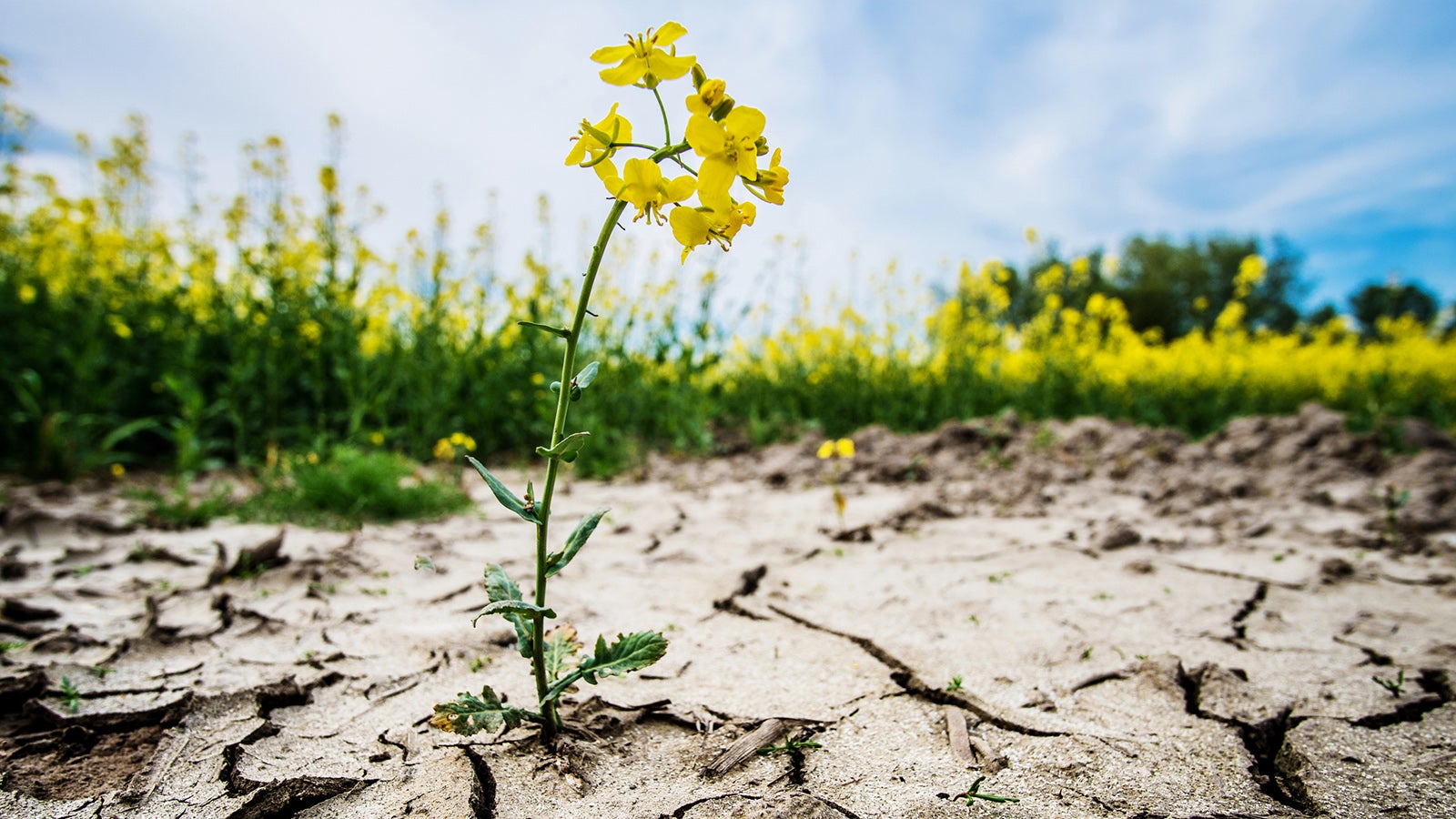 Rape plant in dried cracked mud or soil ground