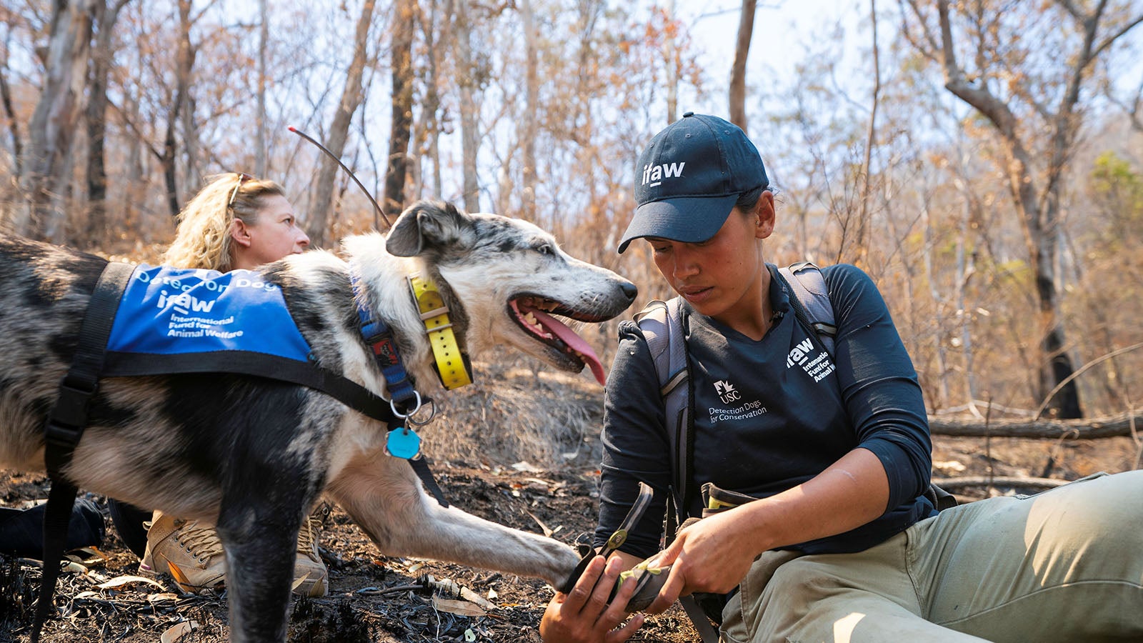 Der ausgebildete Koala-Sp&uuml;rhund Bear war w&auml;hrend der australischen Buschfeuer 2019/2020 weltbekannt geworden. Jetzt geht er in Ruhestand. Foto: Tyson Mayr/IFAW/dpa - ACHTUNG: Nur zur redaktionellen Verwendung im Zusammenhang mit der aktuellen Berichterstattung und nur mit vollst&auml;ndiger Nennung des vorstehenden Credits +++ dpa-Bildfunk +++