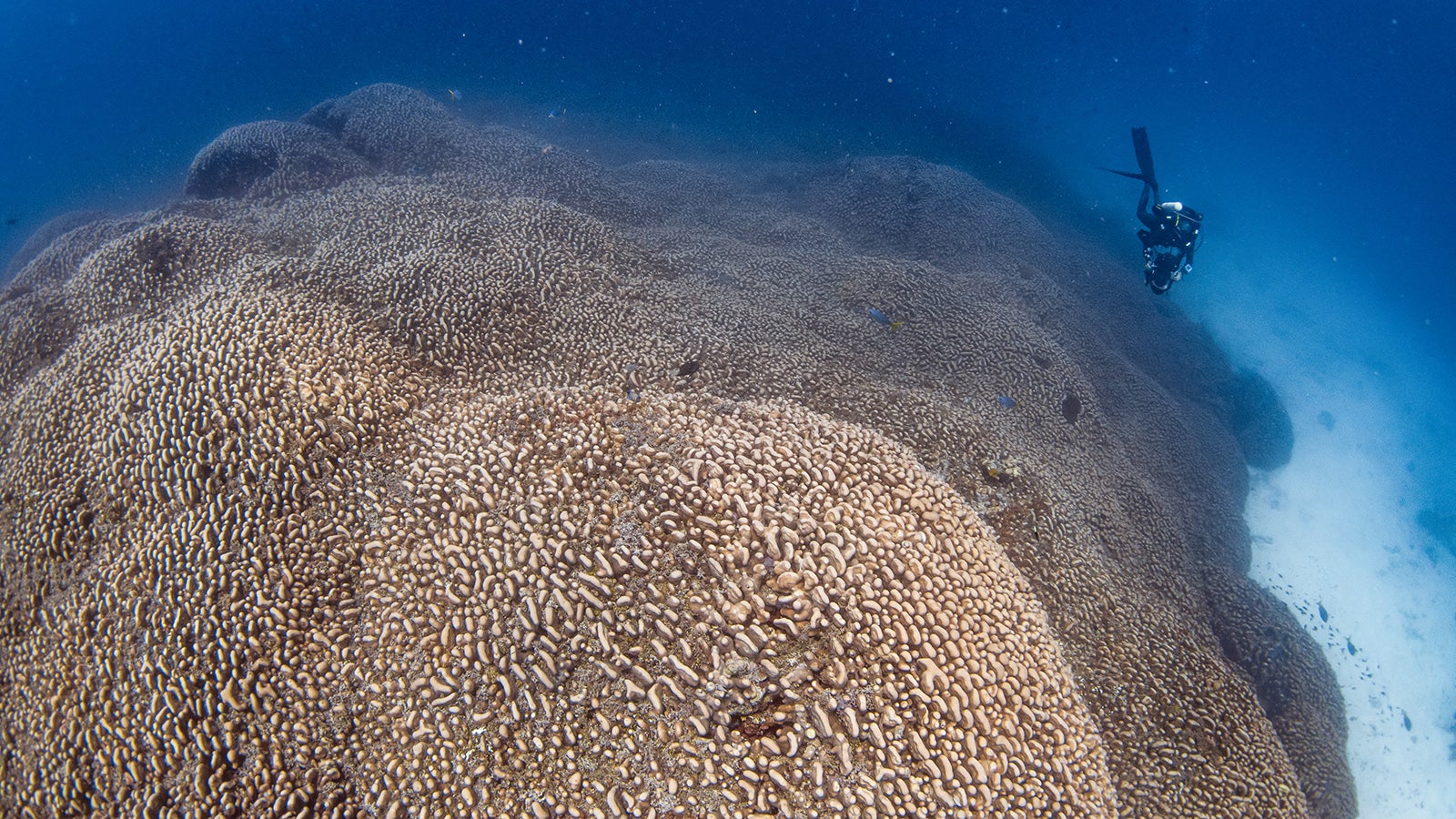 ACHTUNG: SPERRFRIST 14. NOVEMBER 04:00 UHR. BITTE BEACHTEN SIE DIE SPERRFRIST AM 14.11.2024 UM 4:00 UHR - HANDOUT - 13.11.2024, ---: Forscher des Programms Pristine Seas von National Georgraphic haben nach eigenen Angaben eine Koralle entdeckt, die gr&ouml;&szlig;er ist als alle bislang bekannten. Foto: Manu San F&eacute;lix/National Geographic Pristine Seas/dpa - ACHTUNG: Nur zur redaktionellen Verwendung im Zusammenhang mit der aktuellen Berichterstattung und nur im Zusammenhang mit der Studie. Nur mit vollst&auml;ndiger Nennung des vorstehenden Credits +++ dpa-Bildfunk +++