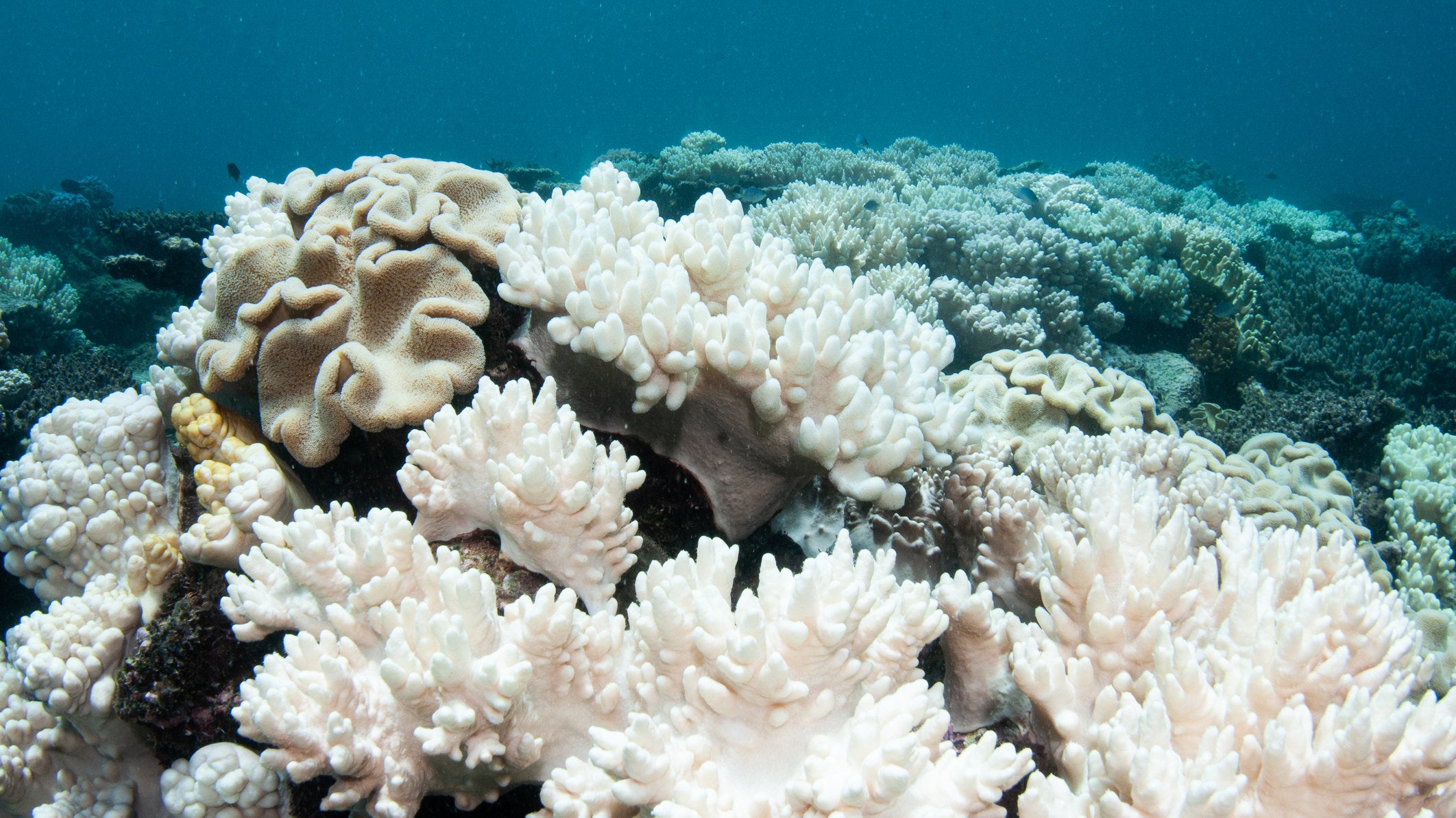 Coral bleaching on the Great Barrier Reef during a mass bleaching event in 2017.