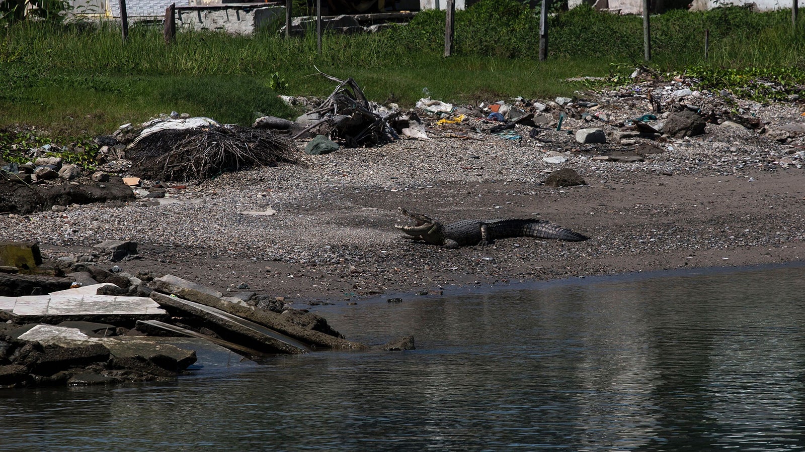 PRODUKTION - 25.01.2025, Indonesien, Palu Bay: Ein wildes Salzwasserkrokodil sonnt sich am Ufer der Bucht von Palu in Zentralsulawesi, Indonesien. Das drei Meter lange Krokodil ist eines von vielen, die in der Bucht leben. (zu dpa: &laquo;Krokodil gegen Mensch in Indonesien&raquo;) Foto: Muhammad Taufan/dpa +++ dpa-Bildfunk +++
