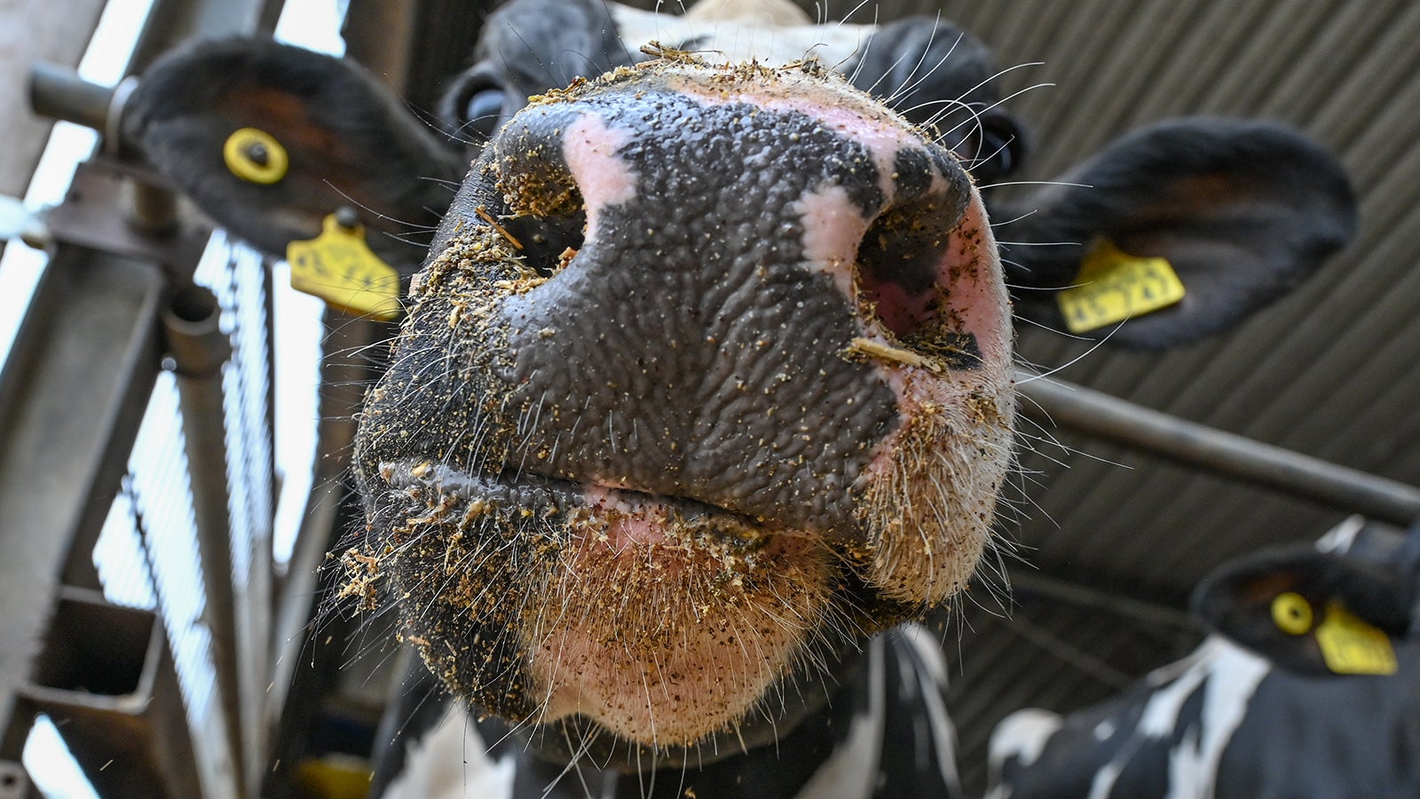 ARCHIV - 11.06.2022, Brandenburg, Angerm&uuml;nde: Eine Milchkuh steht in einem Stall. Zum Klimaschutz will Irland seinen Viehbestand deutlich verringern und erw&auml;gt auch die T&ouml;tung Zehntausender Milchk&uuml;he. (Symbolbild zu &laquo;Vorschlag f&uuml;r Klimaschutz: Irland k&ouml;nnte 200 000 K&uuml;he t&ouml;ten&raquo;) Foto: Patrick Pleul/dpa +++ dpa-Bildfunk +++