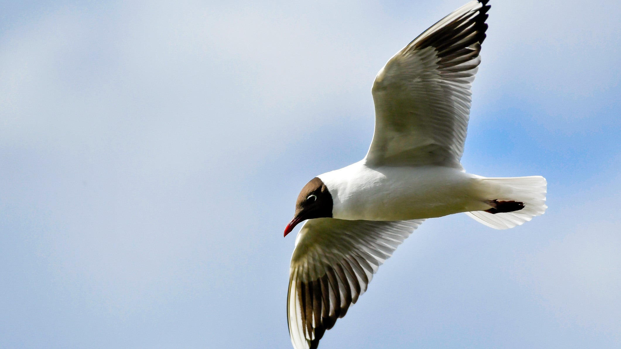 Close up of a Black Headed Gull, showing is wing markings