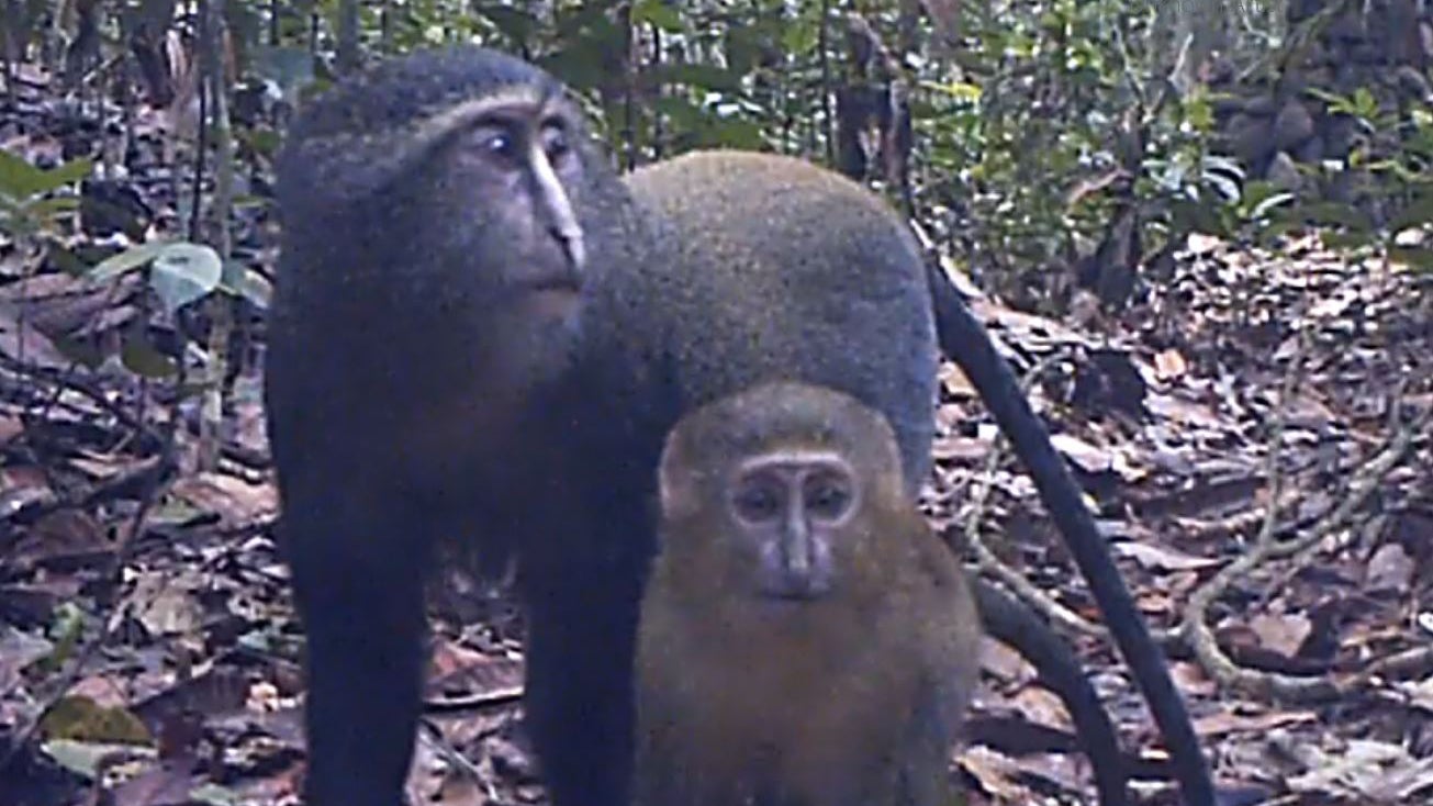 HANDOUT - 11.06.2018, Demokratische Republik Kongo, ---: Lomami-Meerkatze, (Lesula, Cercopithecus lomamiensis). Ein neuer Bericht der Naturschutzorganisation WWF nennt das Kongobecken eines der wichtigsten &Ouml;kosysteme weltweit. Hunderte neue Tier- und Pflanzenarten wurden hier entdeckt. Foto: Charlene Korchia/-/dpa - ACHTUNG: Die Bilder d&uuml;rfen ausschlie&szlig;lich im Zusammenhang mit der Pressemitteilung oder dem Projekt, mit inhaltlichen Bez&uuml;gen zum WWF und nur bei Nennung des Copyrights verwendet werden. +++ dpa-Bildfunk +++