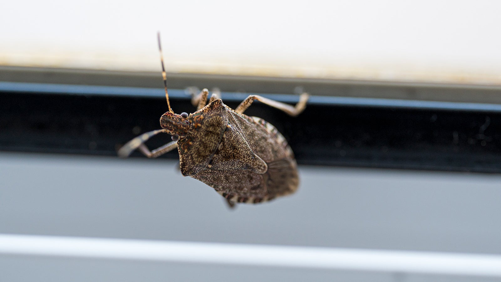 Sobald es k&uuml;hler wird, versuchen die marmorierten Baumwanzen, auch Stinkwanzen genannt, in die Wohnungen zu gelangen.