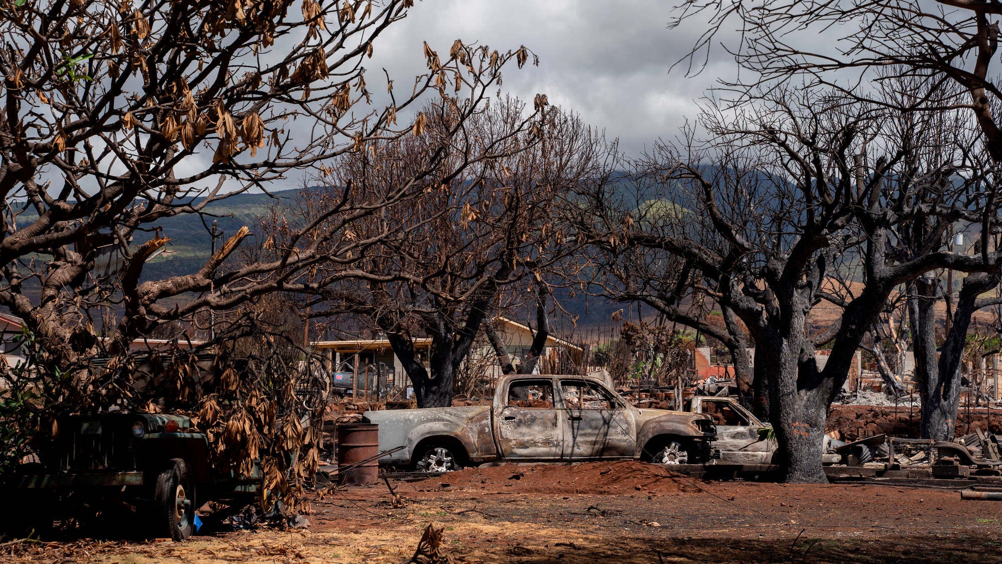dpatopbilder - 25.09.2023, USA, Lahaina: Verkohlte B&auml;ume und ausgebrannte Autos in der Malo Street in Lahaina auf Maui. Knapp sieben Wochen nach den verheerenden Br&auml;nden auf der Hawaii-Insel Maui durften Anwohner erstmals wieder Teile des K&uuml;stenortes Stadt Lahaina betreten. Foto: Mengshin Lin/AP/dpa +++ dpa-Bildfunk +++