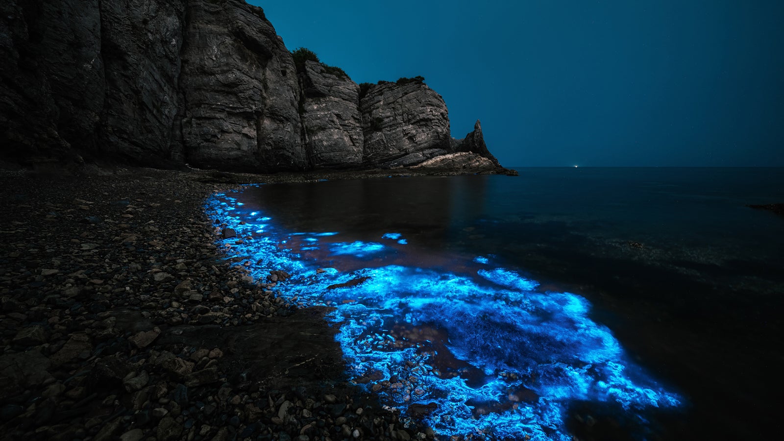 Das Meeresleuchten wird h&auml;ufig durch eine Planktonalgenart ausgel&ouml;st