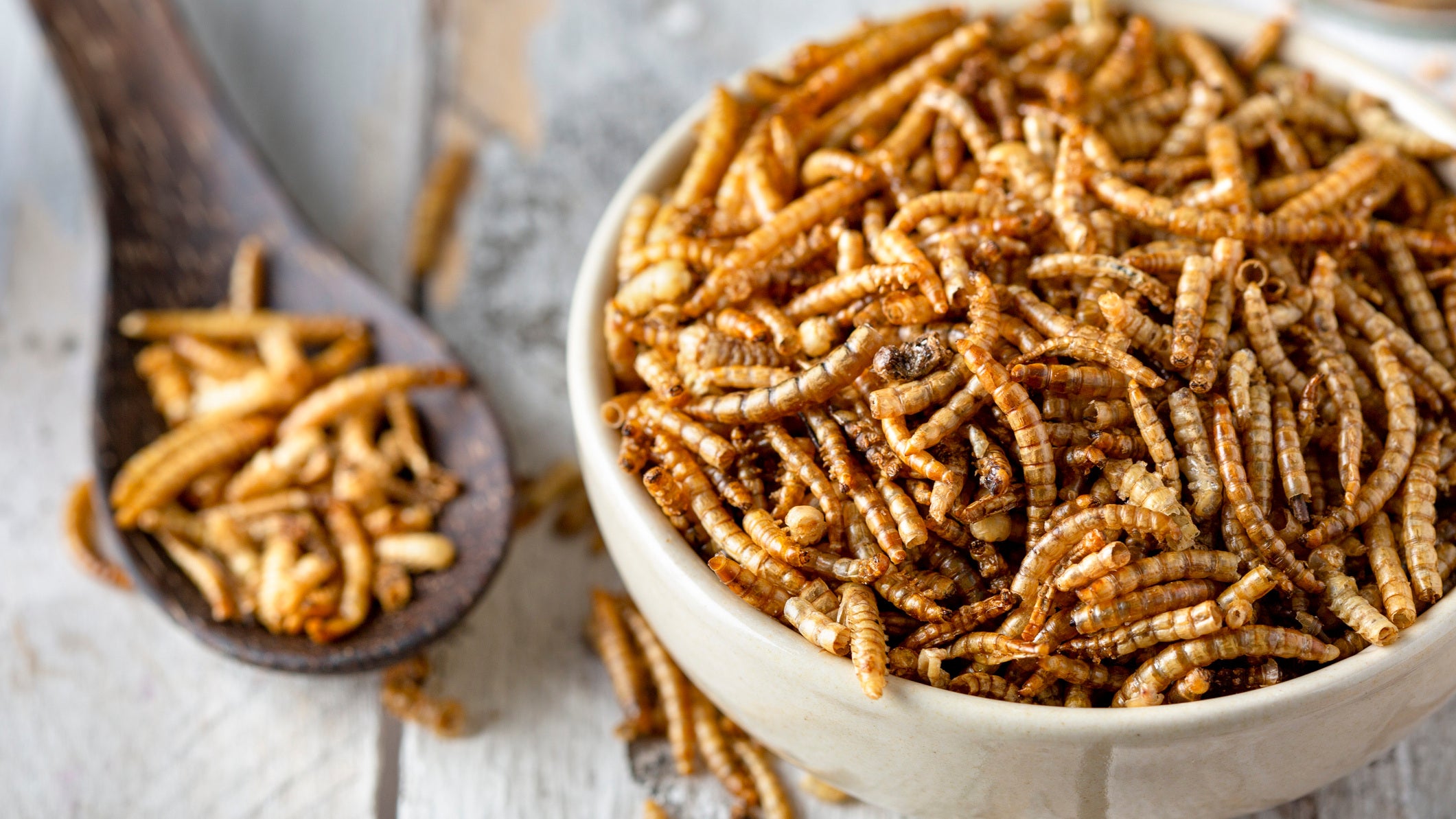 Edible insects as meat substitute. Mealworm - Tenebrio molitor.