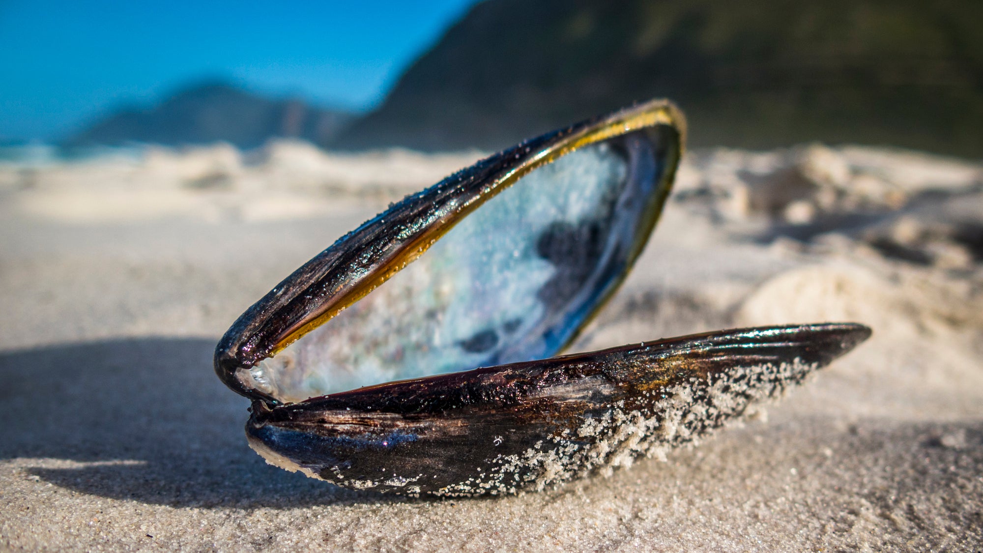 Black mussel shell lies open on a beach, the contents picked clean by seagulls.