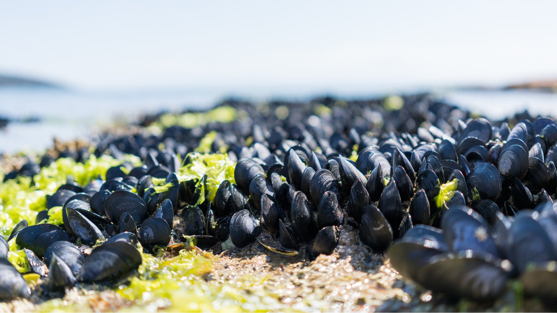 closeup image of black mussels on Wineglass Bay at Freycinet National Park, Tasmania, Australia