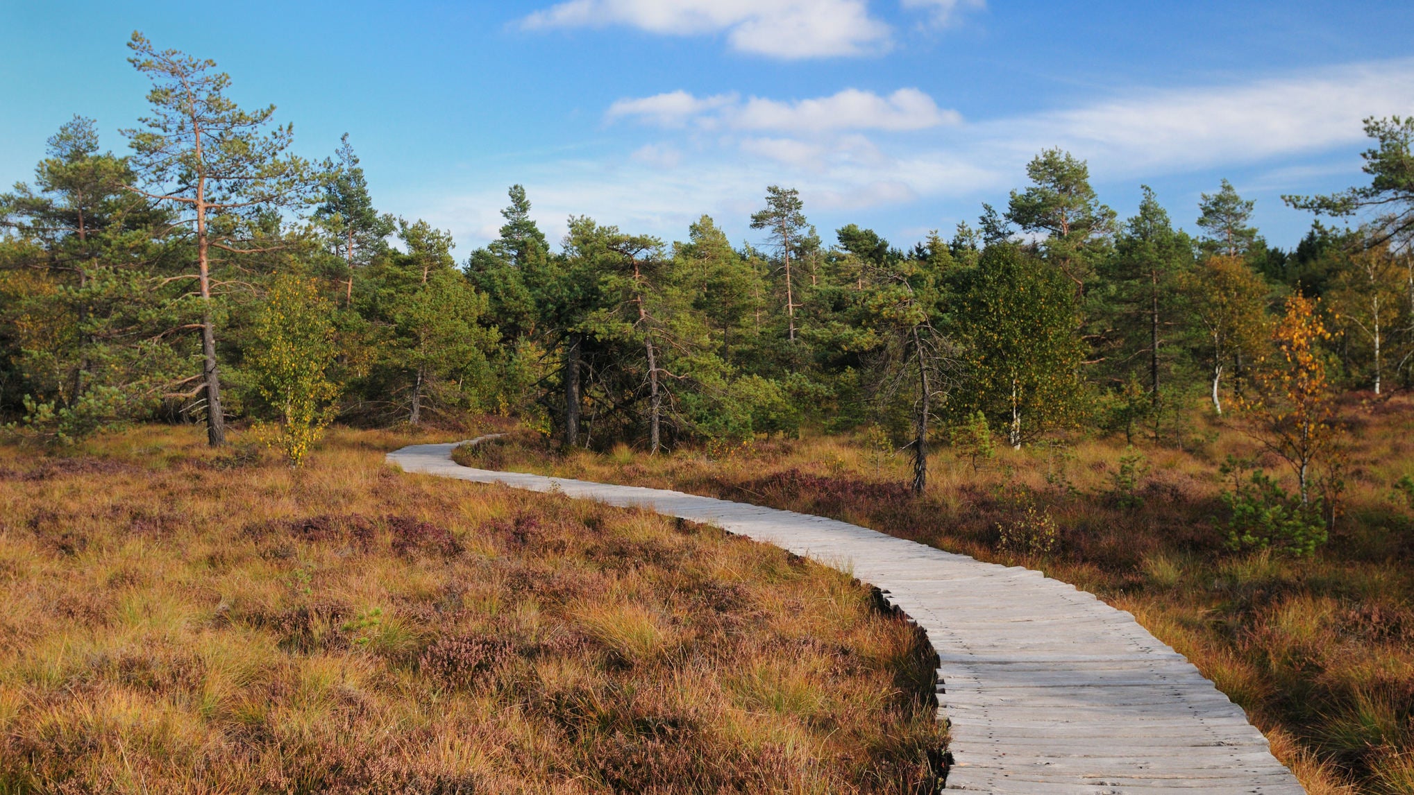 Wooden Boardwalk Winding Through The Black Moor In The Rhoen Mountains Germany On A Beautiful Sunny Autumn Day With A Clear Blue Sky And A Few Clouds