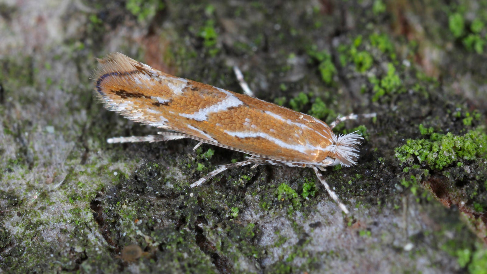 Rosskastanien-Miniermotten (Cameraria ohridella) sind rund f&uuml;nf Millimeter lange, orange-wei&szlig;-gestreifte Kleinschmetterlinge, die ihre Eier auf Blattoberseiten des Kastanienbaums ablegen