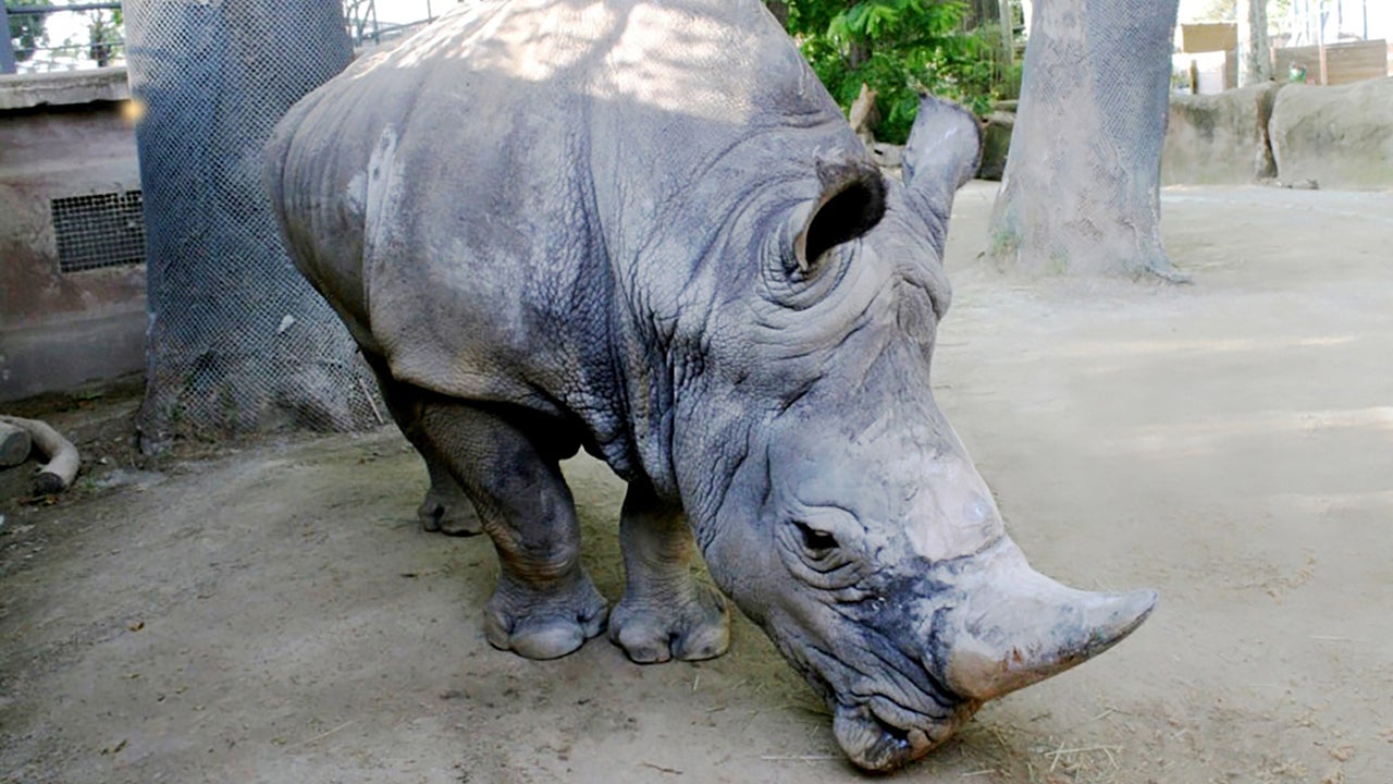 HANDOUT - 18.10.2023, Spanien, ---: Das Nashorn Pedro (undatierte Aufnahme). Der Zoo von Barcelona trauert um Pedro. Das Tier sei das &auml;lteste in Europa lebende Nashorn gewesen und am Montag im Alter von deutlich &uuml;ber 50 Jahren gestorben, teilte der Tiergarten der spanischen Metropole mit. (zu dpa: Zoo von Barcelona trauert um Pedro, das &laquo;&auml;lteste Nashorn Europas&raquo;) Foto: --/Stadtverwaltung Barcelona/dpa - ACHTUNG: Nur zur redaktionellen Verwendung im Zusammenhang mit der aktuellen Berichterstattung und nur mit vollst&auml;ndiger Nennung des vorstehenden Credits +++ dpa-Bildfunk +++
