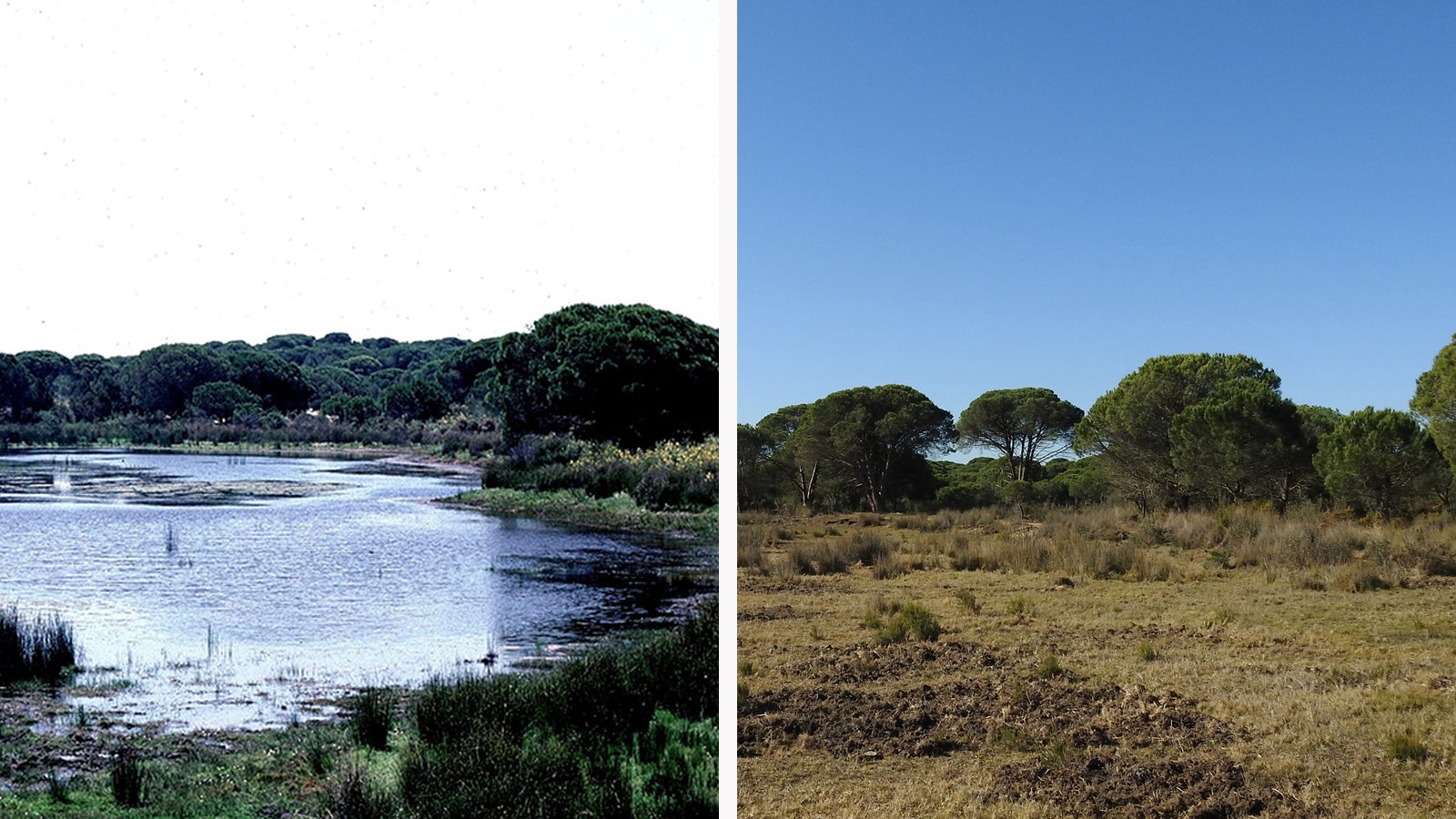 HANDOUT - 15.05.2023, Spanien, Nationalpark Do&ntilde;ana: KOMBO - Die Lagune El Zahillo im Jahr 1989 (oben) und  im Jahr 2019. Gras- und Buschland dominieren jetzt die Fl&auml;che, wo fr&uuml;her Wasserv&ouml;gel ihren Lebensraum hatten. (zu dpa &laquo;Wasserdiebstahl und D&uuml;rre: Europas gr&ouml;&szlig;tes Feuchtgebiet verdorrt&raquo;) Foto: Vilches/Consejo Superior de Investigaciones Cient&iacute;ficas/dpa - ACHTUNG: Nur zur redaktionellen Verwendung im Zusammenhang mit der aktuellen Berichterstattung und nur mit vollst&auml;ndiger Nennung des vorstehenden Credits +++ dpa-Bildfunk +++