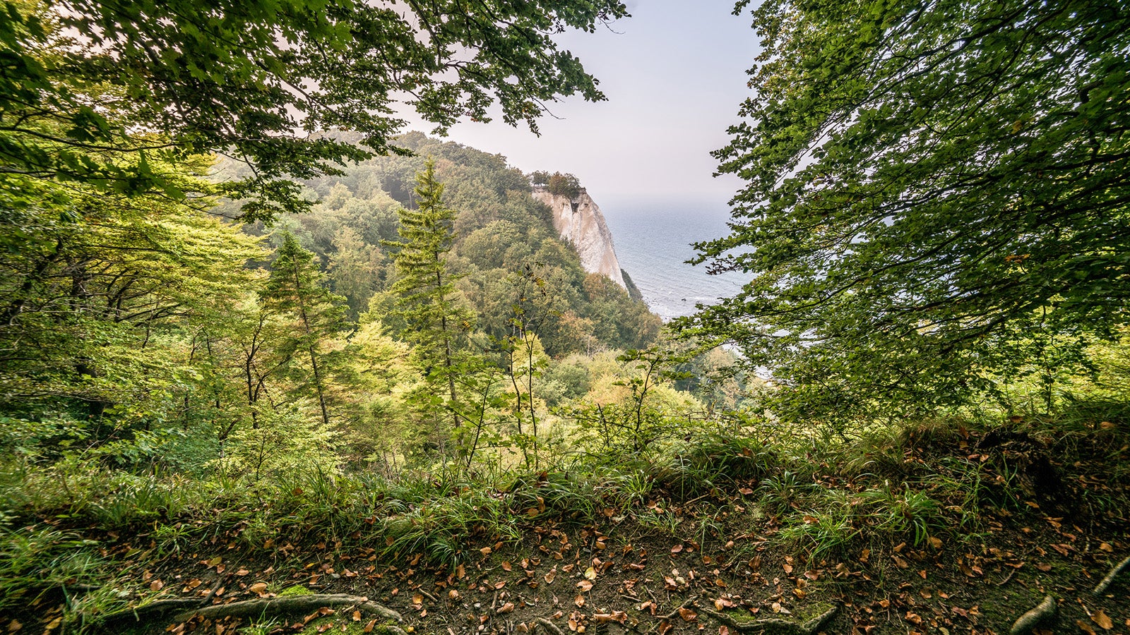 Mit Ausnahme von einigen Buchenw&auml;ldern auf R&uuml;gen und im Nationalpark Kellerwald gibt es in Deutschland dem WWF zufolge kaum noch Urw&auml;lder