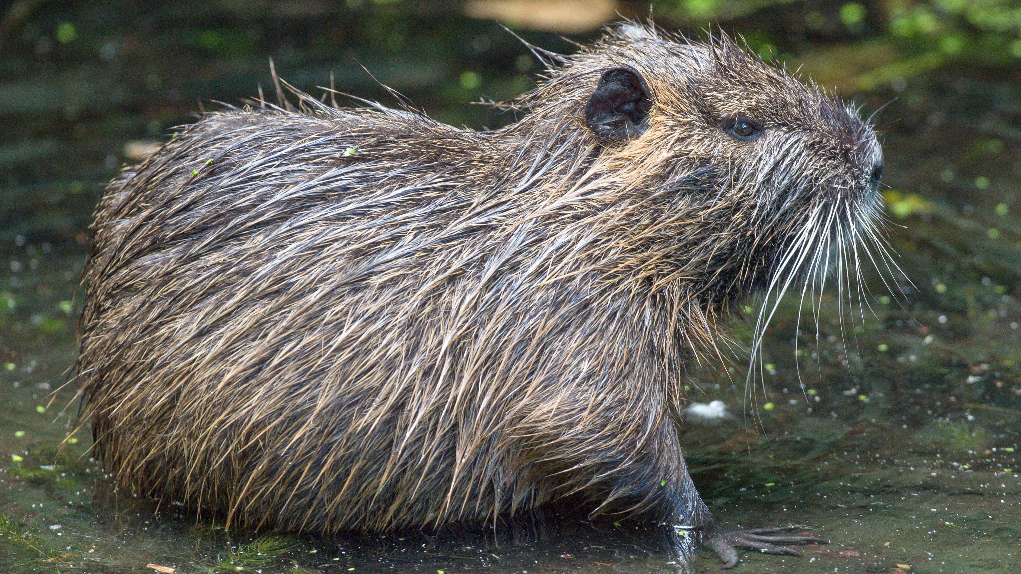 ARCHIV - 13.06.2019, Brandenburg, Straupitz: Ein Nutria (Myocastor coypus) sitzt im flachen Wasser eines Flie&szlig;es im Spreewald. Der Nutria ist eine aus S&uuml;damerika stammende und in Mitteleuropa eingeb&uuml;rgerte Nagetierart. Im Spreewald sind diese kleinen Nager recht h&auml;ufig anzutreffen. (zu dpa: &laquo;Streit um Jagdverordnung - Ministerpr&auml;sident erwartet L&ouml;sungsvorschlag&raquo;) Foto: Patrick Pleul/dpa-Zentralbild/dpa +++ dpa-Bildfunk +++
