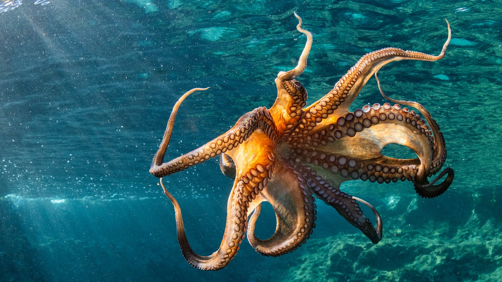 Oktopus mit ausgebreiteten Armen unter Wasser