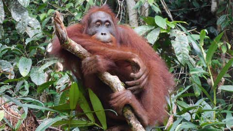 Buletin - 05.05.2023, Indonesia, Bukit Paka Bukit Raya: Foto tak bertanggal yang disediakan oleh BOS menunjukkan Ben si Orangutan di Taman Nasional Bukit Paka Bukit Raya di Kalimantan Tengah.  Pelepasliaran orangutan Ben ke alam liar hampir enam bulan yang lalu di Kalimantan merupakan sebuah tonggak sejarah besar: ini adalah kera besar ke-500 yang telah direhabilitasi dan berhasil dilepasliarkan oleh Yayasan BOS (Borneo Orangutan Survival) ke alam liar di wilayah Indonesia. .  Sekarang kabar baiknya: Sepertinya Ben telah melompat menuju kebebasan dengan gemilang.  Tim pemantau BOS baru-baru ini menemukan anak berusia dua belas tahun tersebut di Taman Nasional Bukit Paka Bukit Raya dan kondisi kesehatannya sangat baik.  Foto: Yayasan BOS/dpa - Perhatian: Hanya untuk penggunaan editorial sehubungan dengan pelaporan terkini dan hanya dengan referensi penuh pada kredit di atas +++ dpa-Bildfunk +++