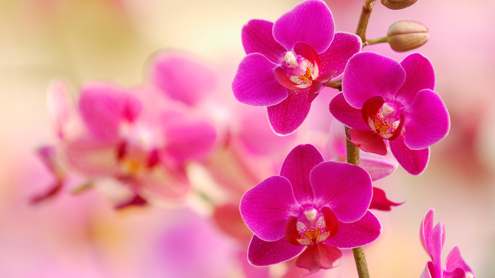 Orchideenpflege: Diese Fehler beim Gieen, Dngen und Standort vermeiden |  Weather.com