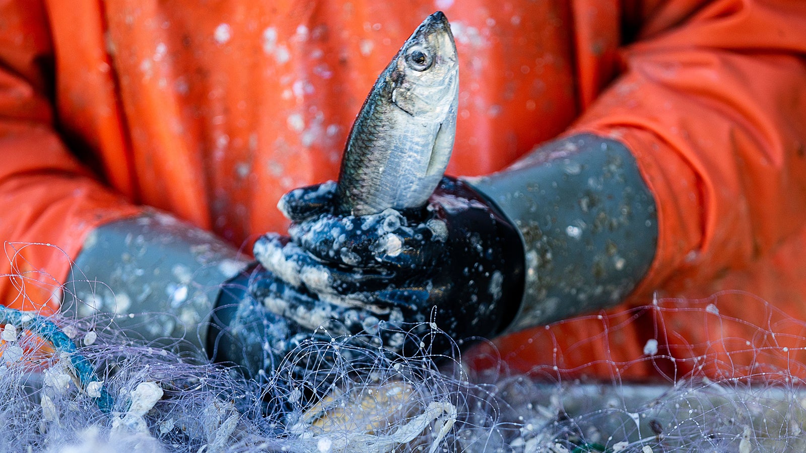 ARCHIV - 09.03.2021, Mecklenburg-Vorpommern, Freest: Ein Fischer pult im Hafen frisch gefangene Heringe aus den Stellnetzen. (zu dpa &laquo;Mehr Einschr&auml;nkungen f&uuml;r deutsche Ostseefischer m&ouml;glich&raquo;) Foto: Jens B&uuml;ttner/dpa-Zentralbild/dpa +++ dpa-Bildfunk +++