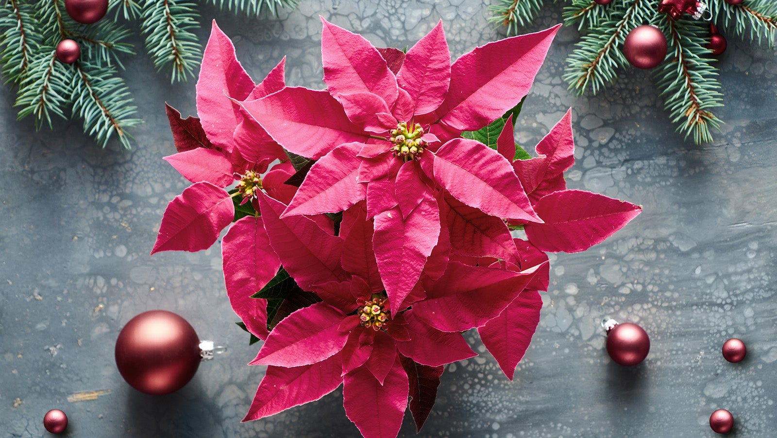 Auch die kultivierte Form des Weihnachsterns kann noch toxische Bestandteile haben