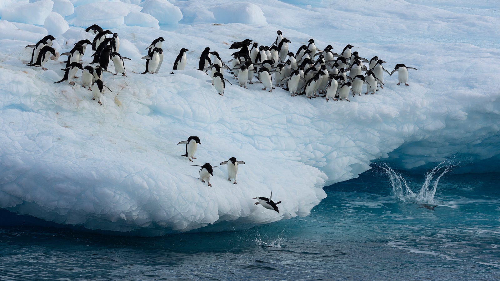 HANDOUT - 04.02.2023, ---: Kaiserpinguine im Weddellmeer. Im australischen Hobart startet am 16.10.2023 die zweiw&ouml;chige Jahrestagung der Antarktis-Kommission CCAMLR. Eines der Hauptthemen auf der Agenda ist erneut die Ausweisung von drei gro&szlig; angelegten Meeresschutzgebieten (MPAs), darunter im Weddellmeer. (zu dpa "Weiter Ringen um Meeresschutzgebiete: Antarktis-Konferenz in Hobart") Foto: John Weller/dpa - ACHTUNG: Nur zur redaktionellen Verwendung im Zusammenhang mit der aktuellen Berichterstattung und nur mit vollst&auml;ndiger Nennung des vorstehenden Credits +++ dpa-Bildfunk +++