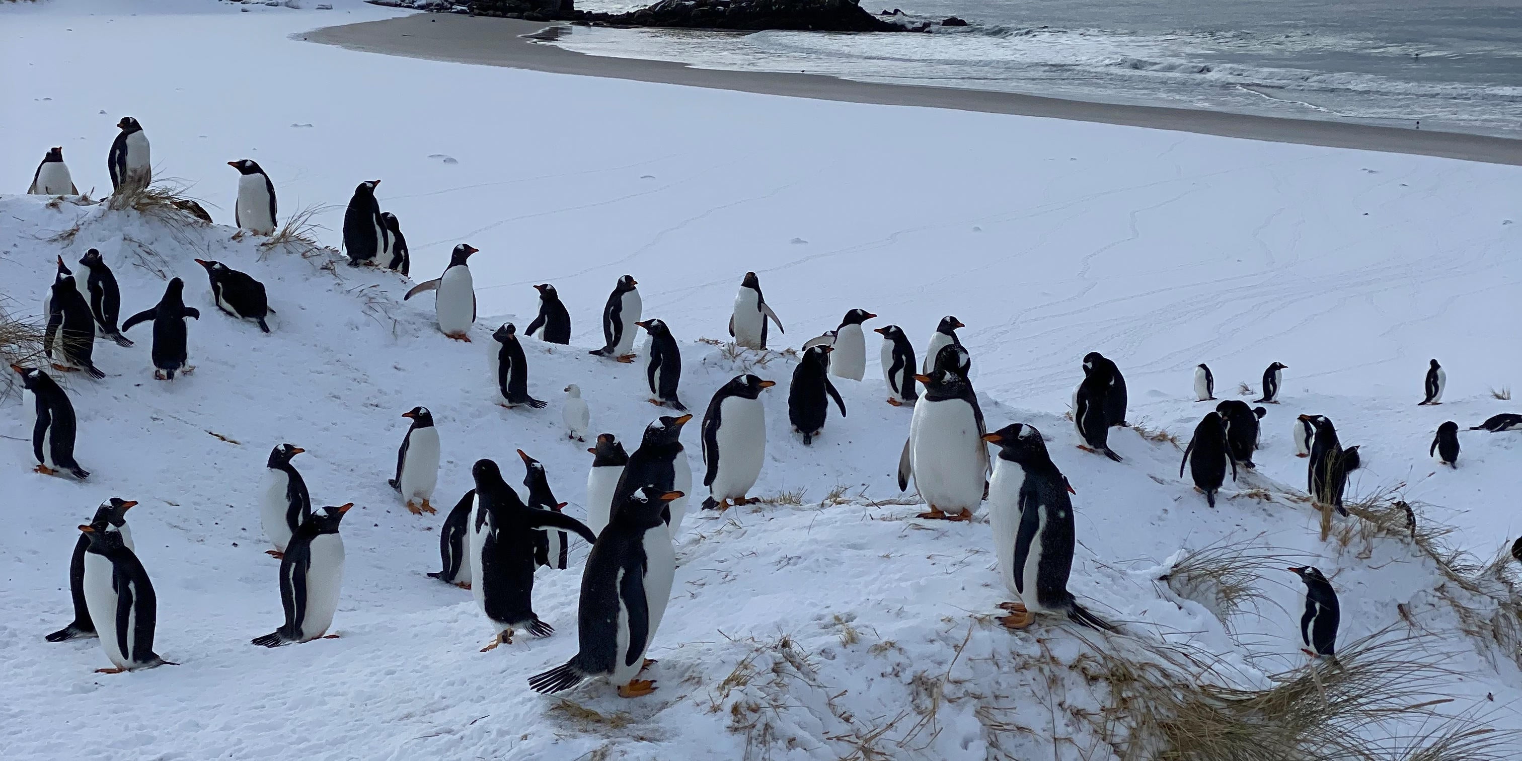 ARCHIV - 20.06.2022, Gro&szlig;britannien, Stanley: Pinguine im Schnee. (zu dpa: &laquo;Vogelgrippe erreicht erstmals das antarktische Festland&raquo;) Foto: Benedikt von Imhoff/dpa +++ dpa-Bildfunk +++