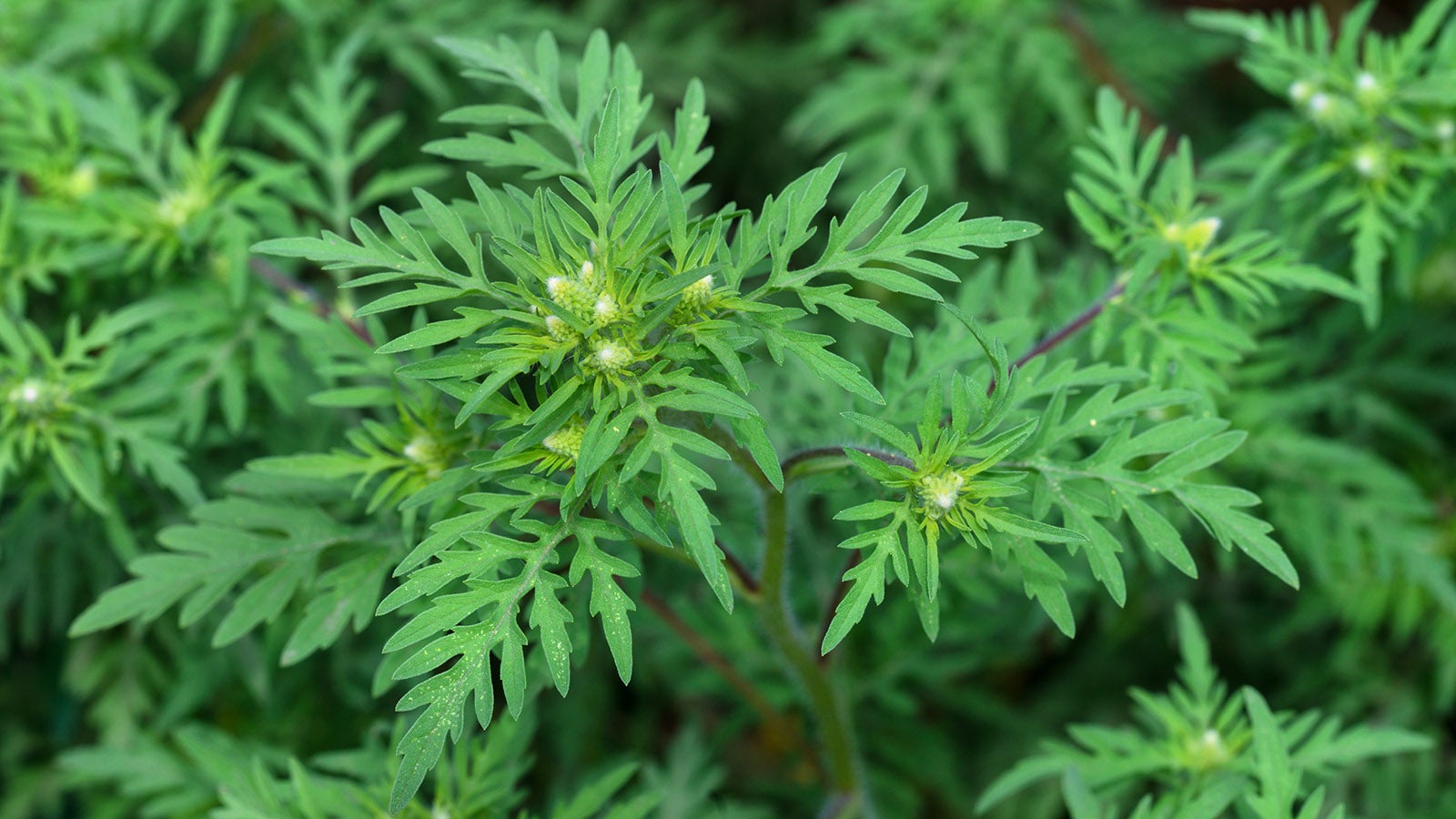 American common ragweed ( Ambrosia artemisiifolia ) causing allergy