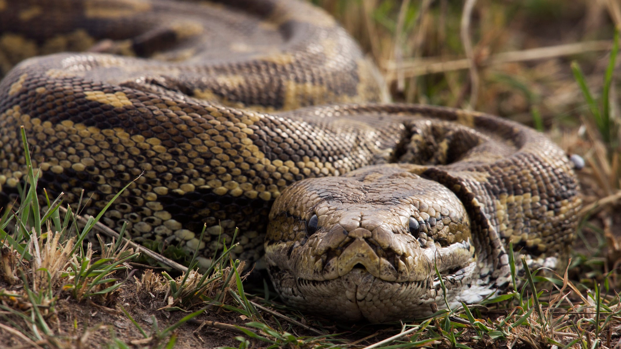 African rock python head portrait (Python sebae). Maasai Mara National Reserve, Kenya. Sep 2008.