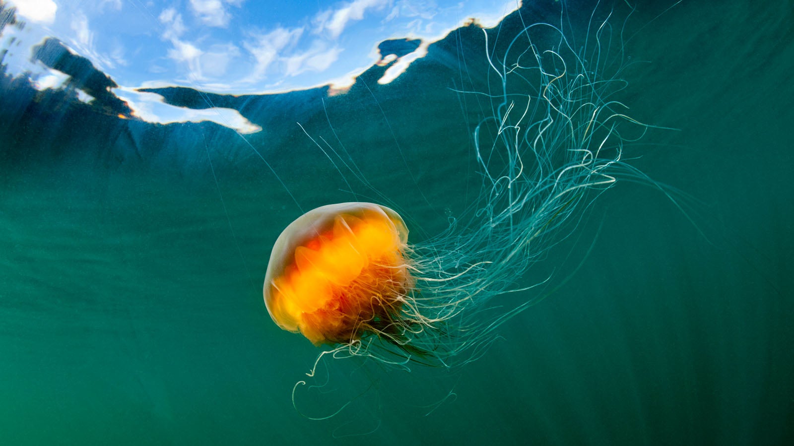 USA, Alaska, Chichagof Island, Underwater view of Lion's Mane Jellyfish (Cyanea capillata) in Freshwater Bay