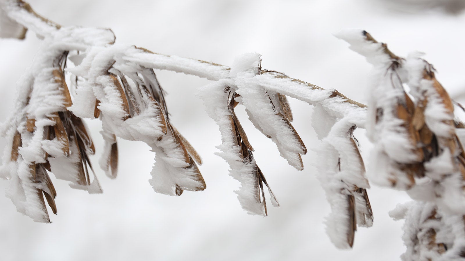 ARCHIV - 14.02.2026, Sachsen-Anhalt, Hasselfelde: Zweige und Bl&auml;tter eines Baumes sind nach einer frostigen Nacht im Oberharz mit Raureif bedeckt. In den kommenden Tagen bleibt es im Harz weiter frostig. (zu dpa: &laquo;Schnee und Minusgrade in Sachsen-Anhalt&raquo;) Foto: Matthias Bein/dpa +++ dpa-Bildfunk +++