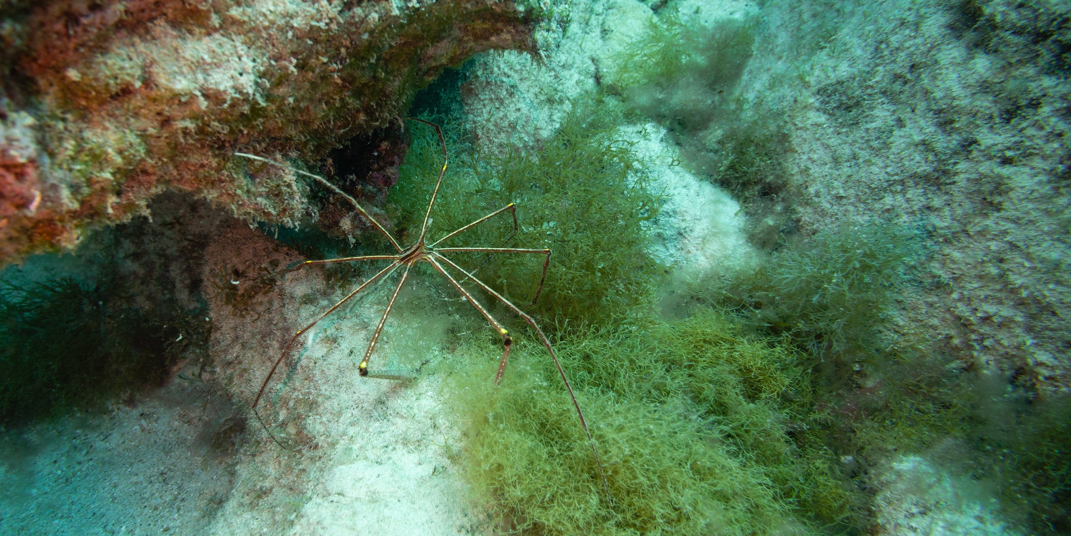 sea spider, fuerteventura canary islands