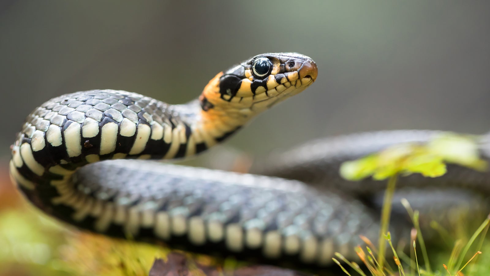 Die Ringelnatter kommt fast &uuml;berall dort vor, wo sie Zugang zu flie&szlig;enden oder stehenden Gew&auml;ssern hat, in denen sie Amphibien erbeuten kann. Gettyimages