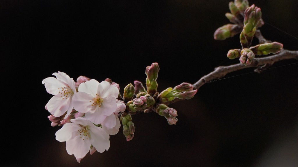 Flowering cherry blossoms and buds from a sample cherry tree, Somei Yoshino species, for phenological observation conducted by the Tokyo Regional Headquarters of the Japan Meteorological Agency, are seen at Yasukuni Shrine in Tokyo on March 24, 2025. (Photo by Kazuhiro NOGI / AFP) (Photo by KAZUHIRO NOGI/AFP via Getty Images)          