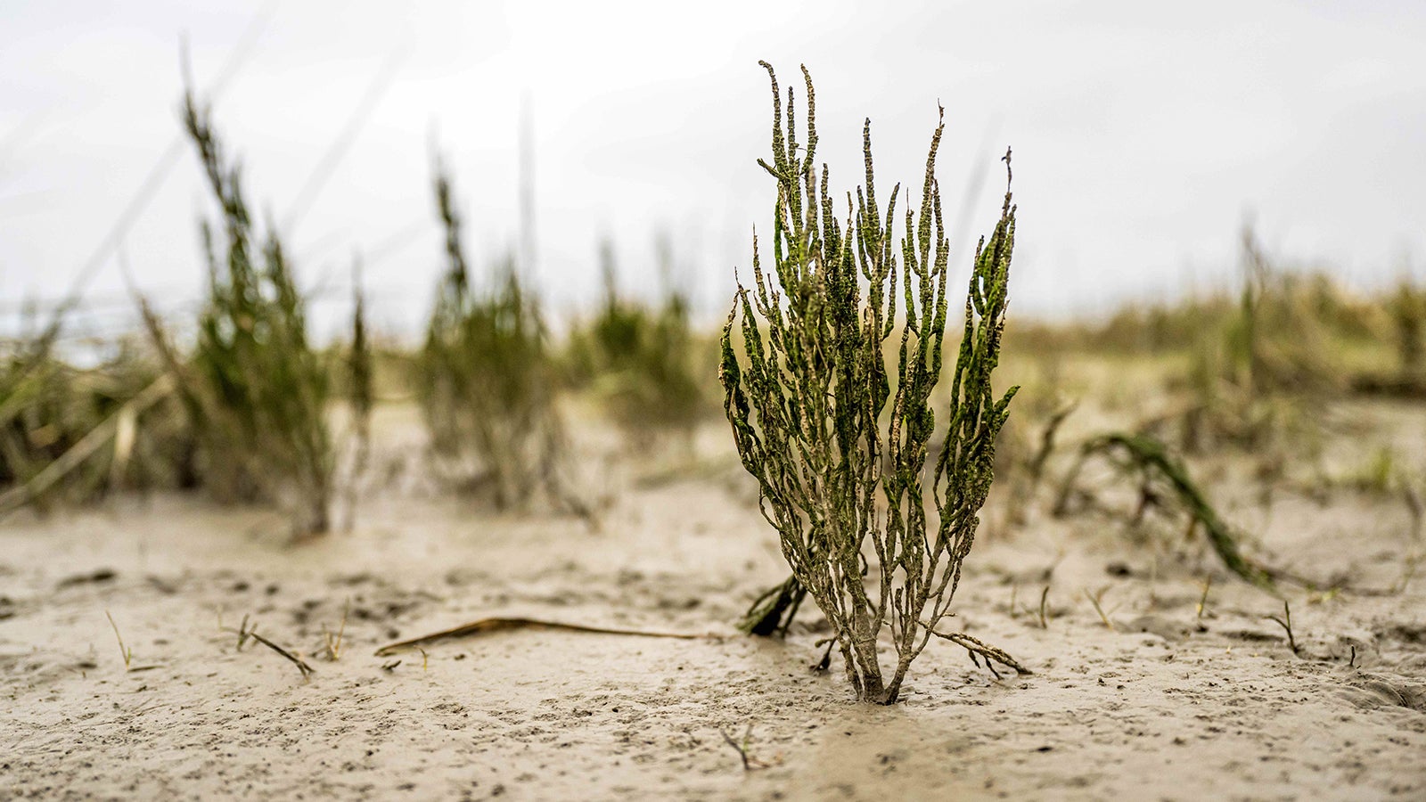 PRODUKTION - 03.03.2023, Niedersachsen, Butjadingen: Am Langwarder Groden entstehen neue Salzwiesen. Einer neuen Studie zufolge k&ouml;nnen Salzwiesen vor den Deichen auch bei ver&auml;nderten Klimabedingungen die Energie von Wellen d&auml;mpfen und so einen wertvollen Beitrag f&uuml;r den K&uuml;stenschutz leisten. (zu dpa: &laquo;Studie: Salzwiesen helfen auch bei Klima&auml;nderungen dem K&uuml;stenschutz&raquo;) Foto: Sina Schuldt/dpa +++ dpa-Bildfunk +++