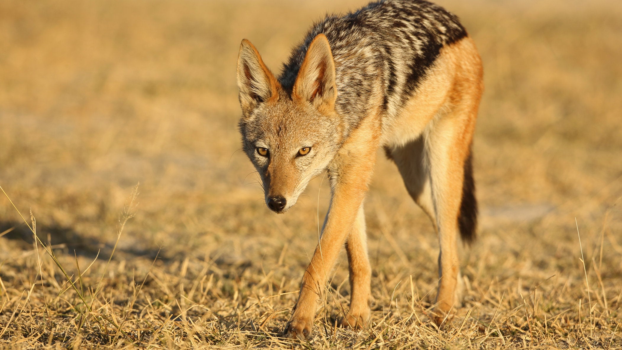 Black-backed jackal full body
