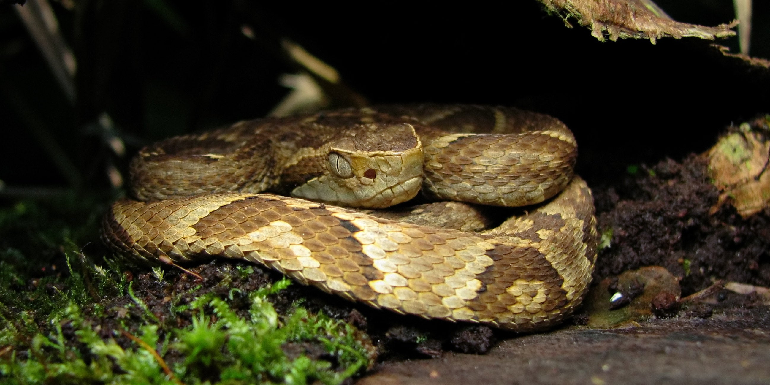 Macro of a venomous snake (Viperidae) from the atlantic rainforest (mata atl&acirc;ntica) in southeastern Brazil. Locally known as jararaca.