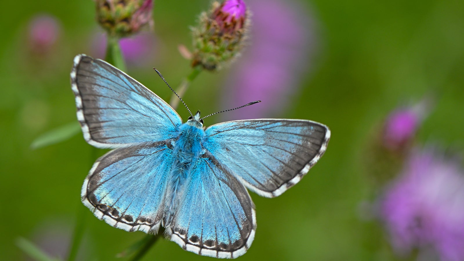 ARCHIV - 11.07.2024, Brandenburg, Mallnow: Ein Bl&auml;uling auf einer Bl&uuml;te. (zu dpa: &laquo;&laquo;Auf jeden Fall geh&ouml;rt das Wort Unkraut gestrichen&raquo;&raquo;) Foto: Patrick Pleul/dpa/dpa-tmn +++ dpa-Bildfunk +++