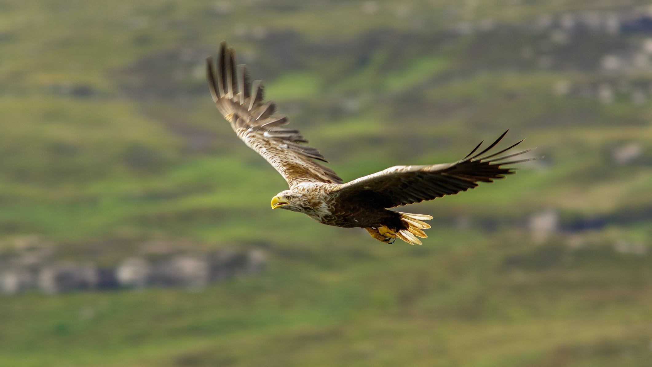 White-Tailed Eagle (Haliaeetus albicilla) in flght on July 10, 2017 in Mull Island, Scotland, UK..