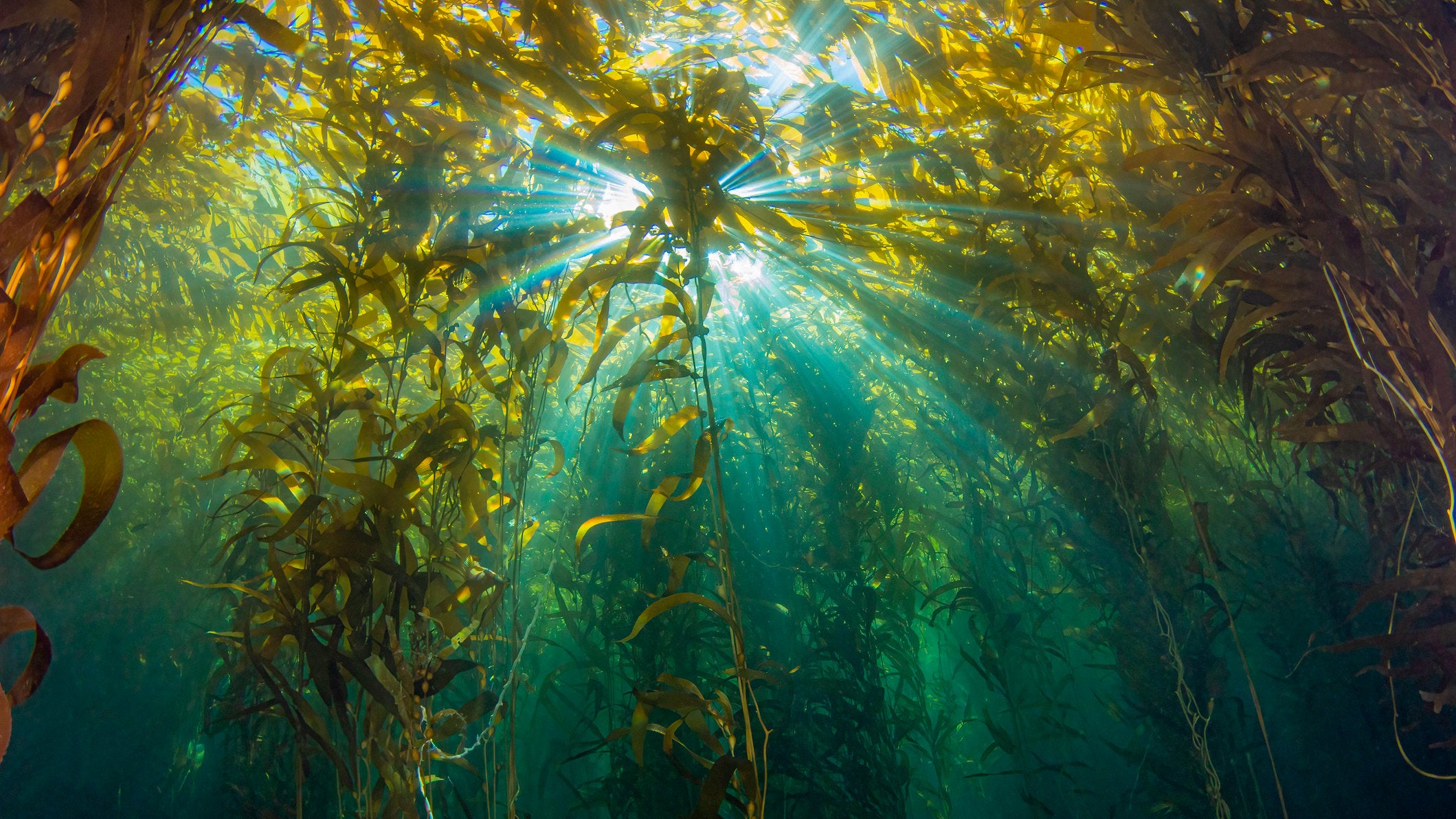 Sunlight cascades through the kelp forest canopy at Anacapa Island in the Channel Islands National Park.
