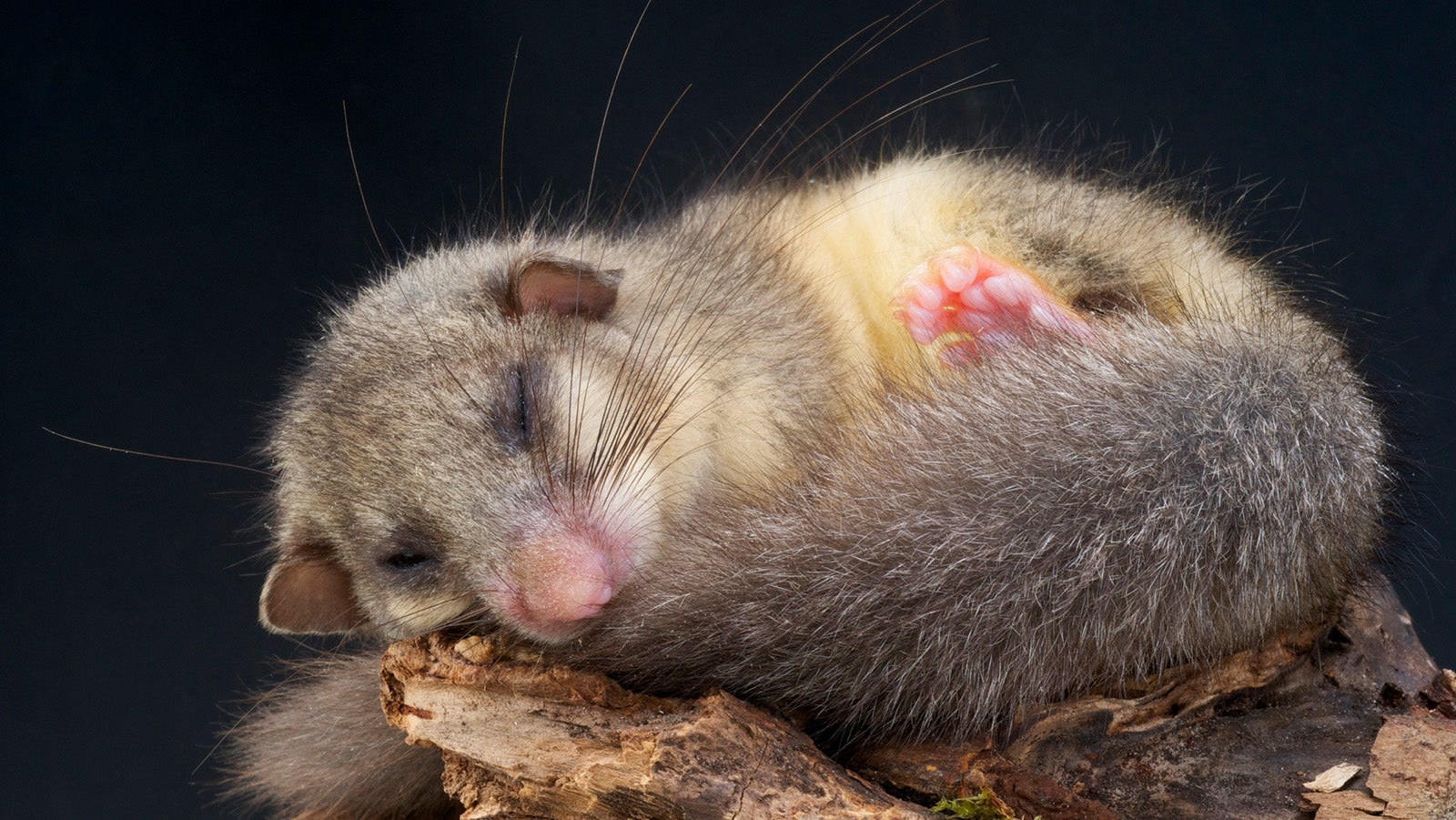 Der Siebenschl&auml;fer verdient seinen Namen zu Recht. Er geh&ouml;rt zu den Tieren, die am l&auml;ngsten den Winterschlaf einhalten. Mehr als sieben Monate pro Jahr h&auml;lt der Siebenschl&auml;fer Winterruhe ein.