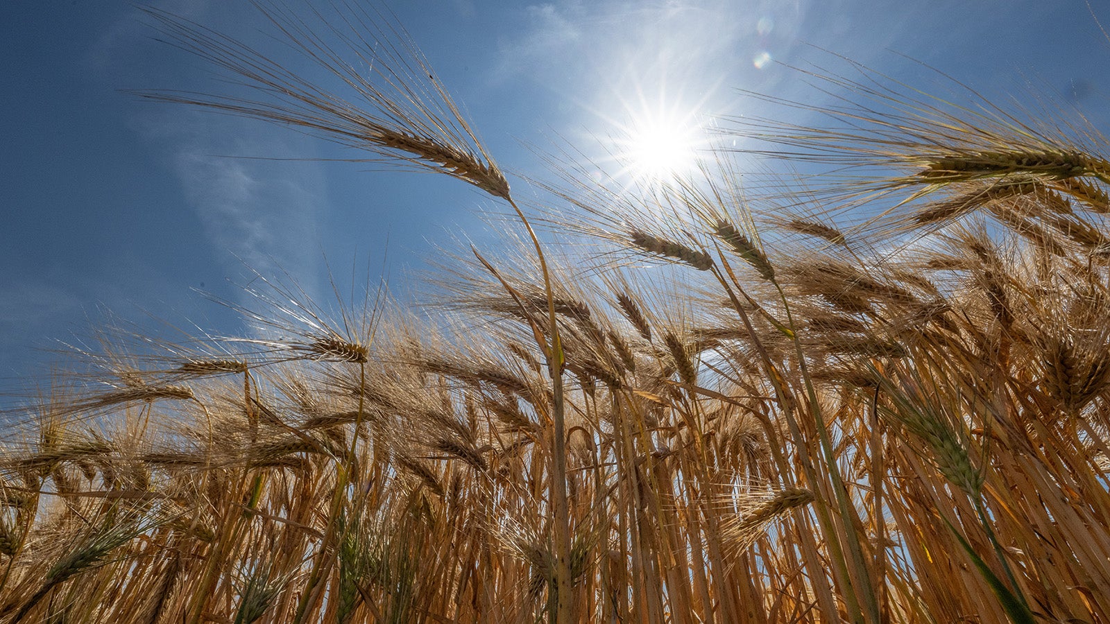 Das Licht der Sonne bricht sich in den &Auml;hren eines Getreidefeldes. (dpa)