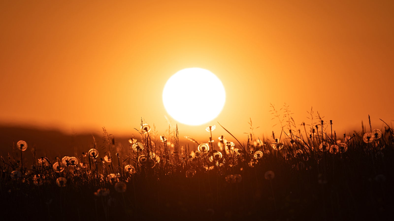 Tiefstehende Sonne &uuml;ber einer Wiese mit Gr&auml;sern und Pusteblumen im Gegenlicht