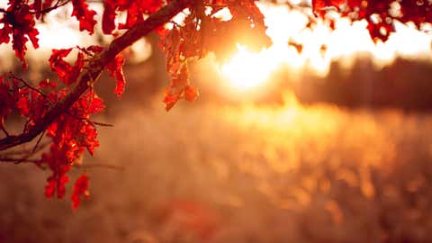 Sonne im Herbst