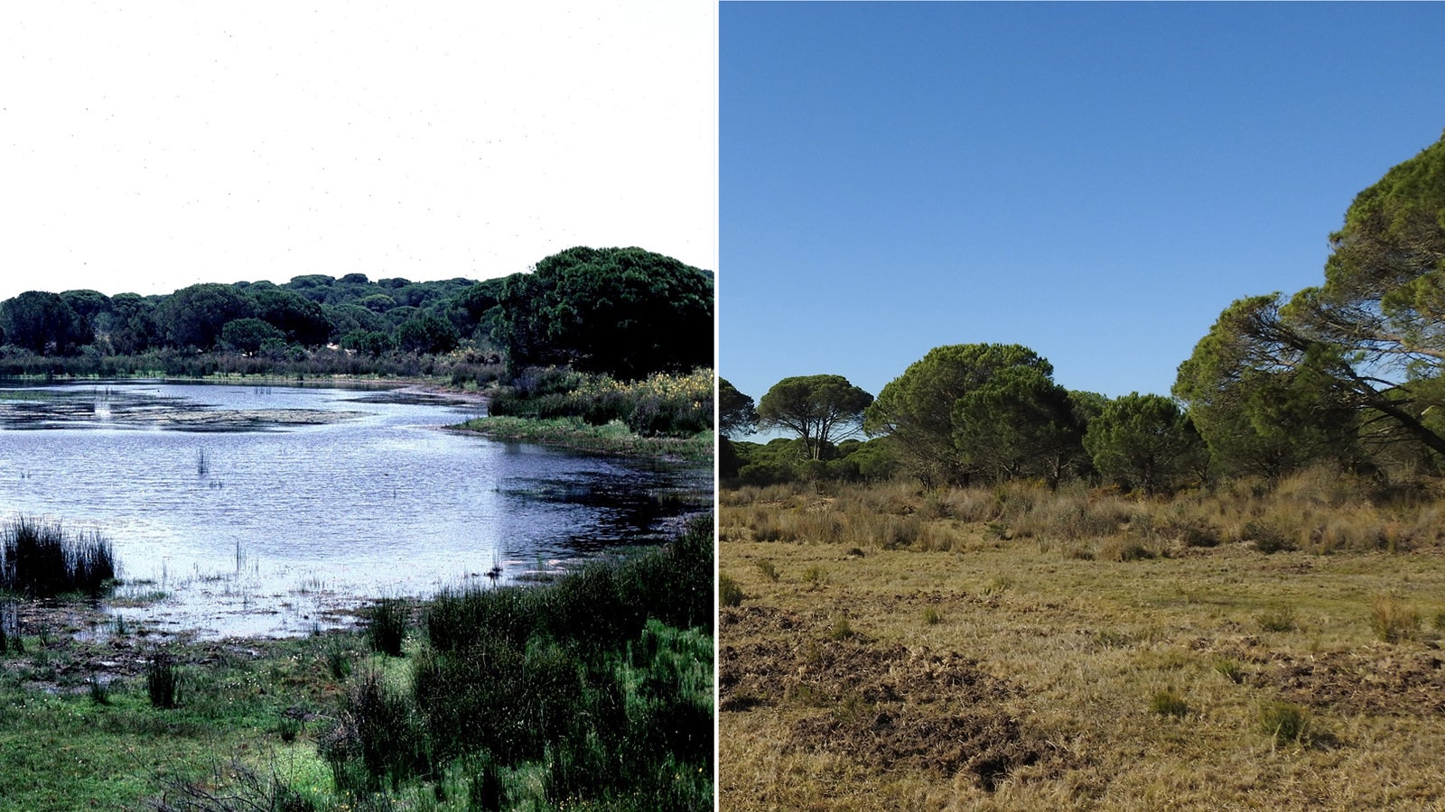 Die Lagune El Zahillo im Jahr 1989 (links) und im Jahr 2019. Gras- und Buschland dominieren jetzt die Fl&auml;che, wo fr&uuml;her Wasserv&ouml;gel ihren Lebensraum hatten.