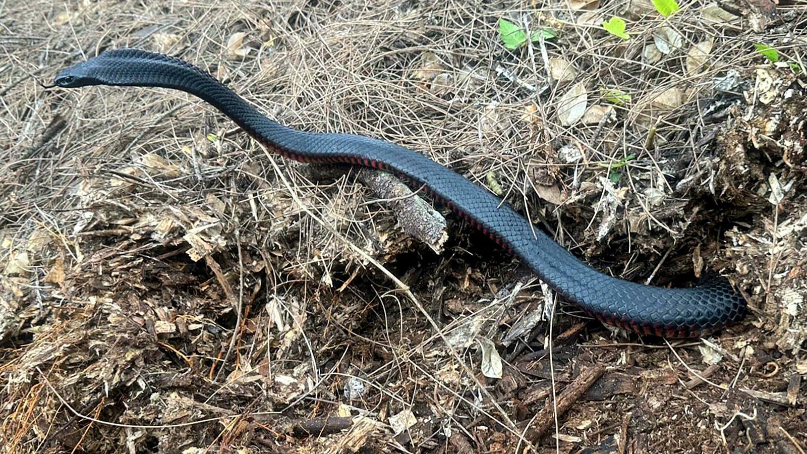 In this photo provided by Cory Kerewaro, a red-belly black snake slithers from a mulch pile before being caught as 102 of the reptiles are captured at a suburban Sydney yard, on Jan. 31, 2025. (Cory Kerewaro via AP)