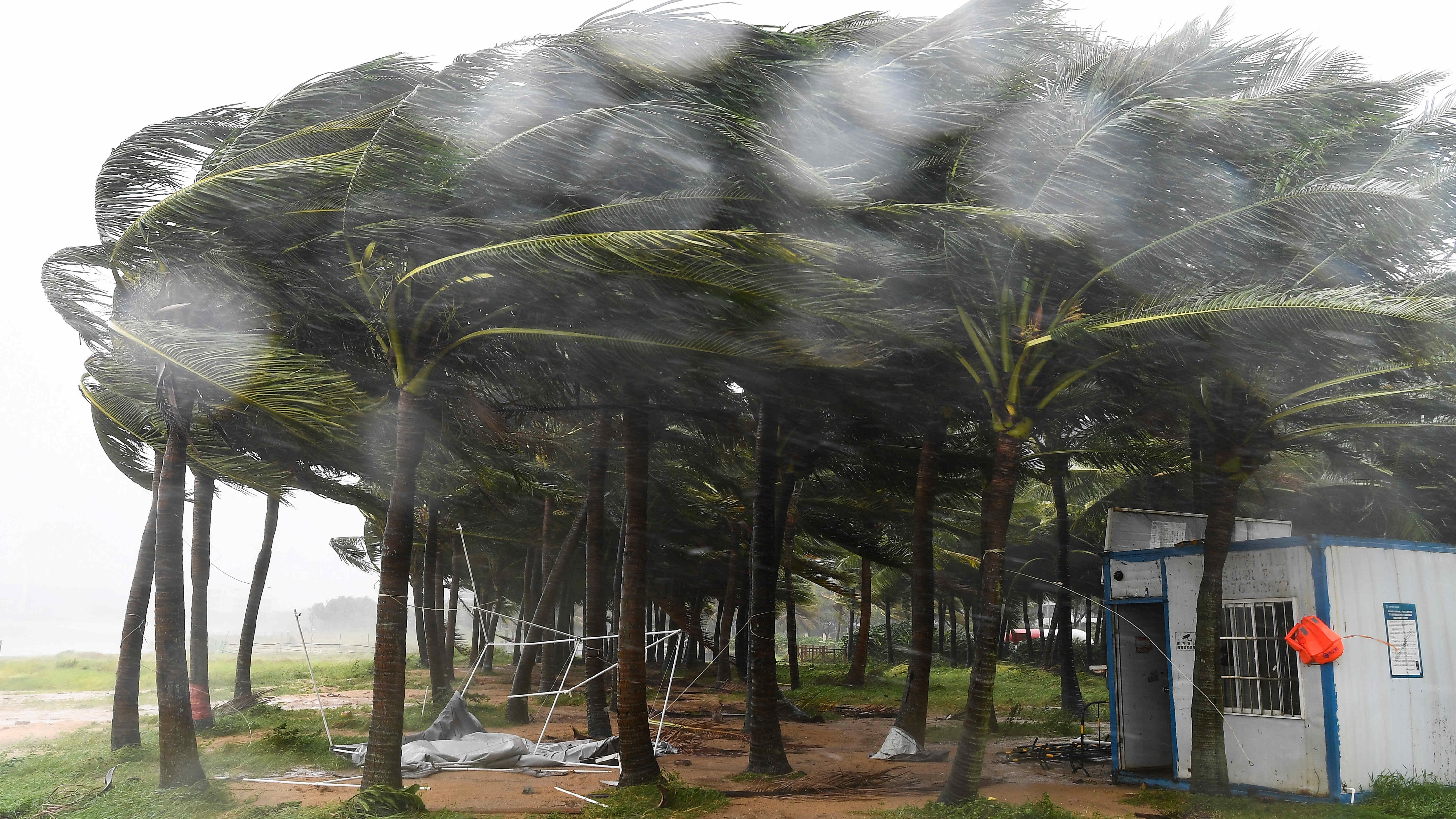 HANDOUT - 06.09.2024, China, Haikou: Auf diesem von der Nachrichtenagentur Xinhua via AP ver&ouml;ffentlichten Foto sind vom Taifun &laquo;Yagi&raquo; betroffene Kokosnussb&auml;ume entlang einer Stra&szlig;e zu sehen. Foto: Yang Guanyu/Xinhua/AP/dpa - ACHTUNG: Nur zur redaktionellen Verwendung im Zusammenhang mit einer Berichterstattung und nur mit vollst&auml;ndiger Nennung des vorstehenden Credits +++ dpa-Bildfunk +++